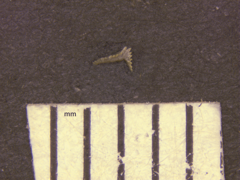 Bactrognathus