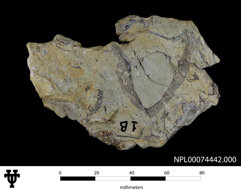 Eoradiolites