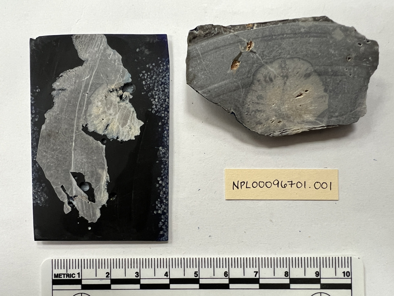 Coryphyllia