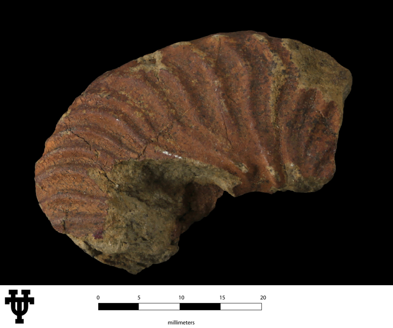 Hoplitoplacenticeras (Hoplitoplacenticeras) marroti