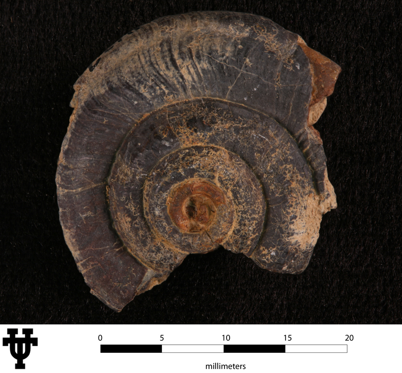 Straparollus (Straparollus) savagei