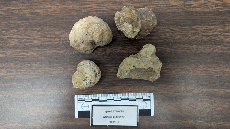Plesioturrilites, a relative of Mariella (Plesioturrilites) — not Mariella (Plesioturrilites) itself