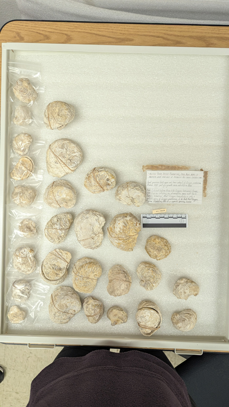Exogyra quitmanensis