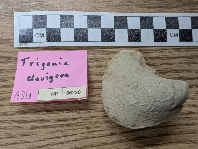 Praescabrotrigonia clavigera