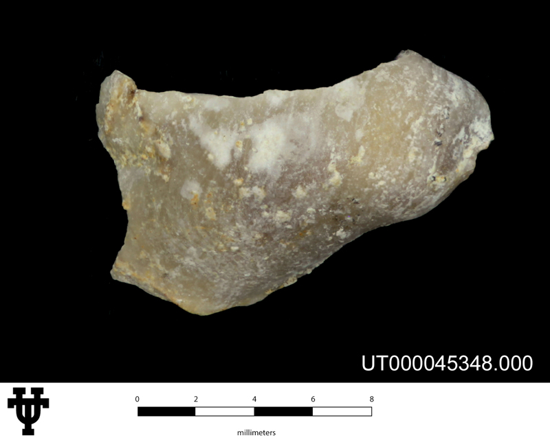 Gryphaeostrea