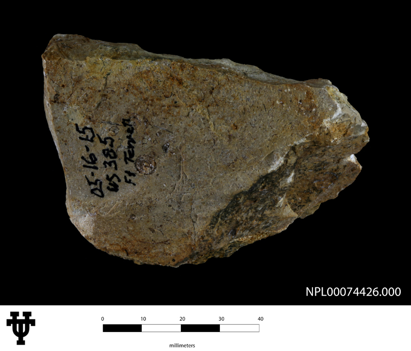 Caprinuloidea
