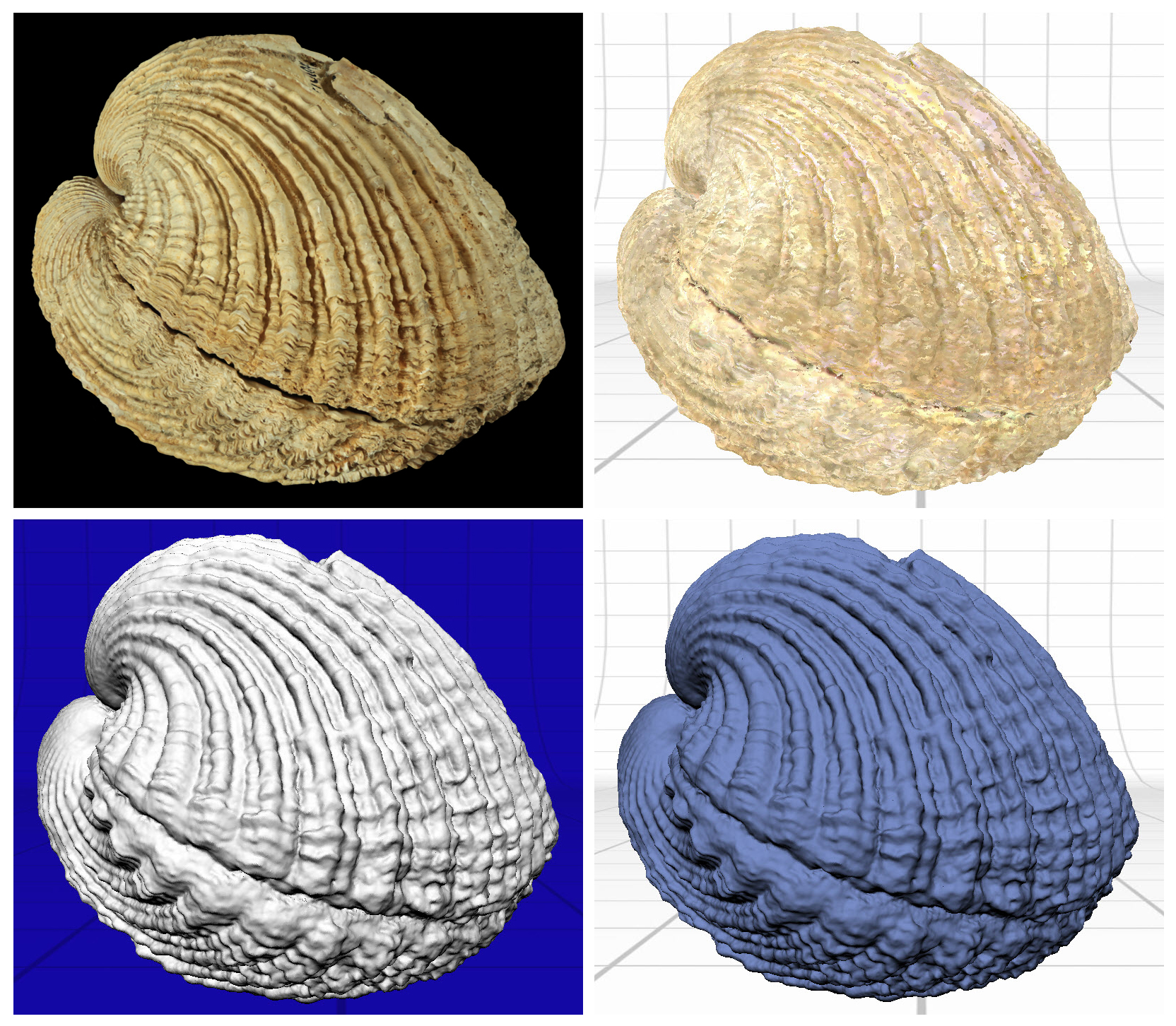 Venericardia (Claibornicardia) alticostata