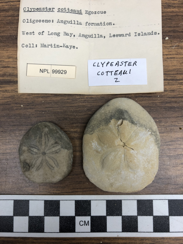 Clypeaster cotteaui