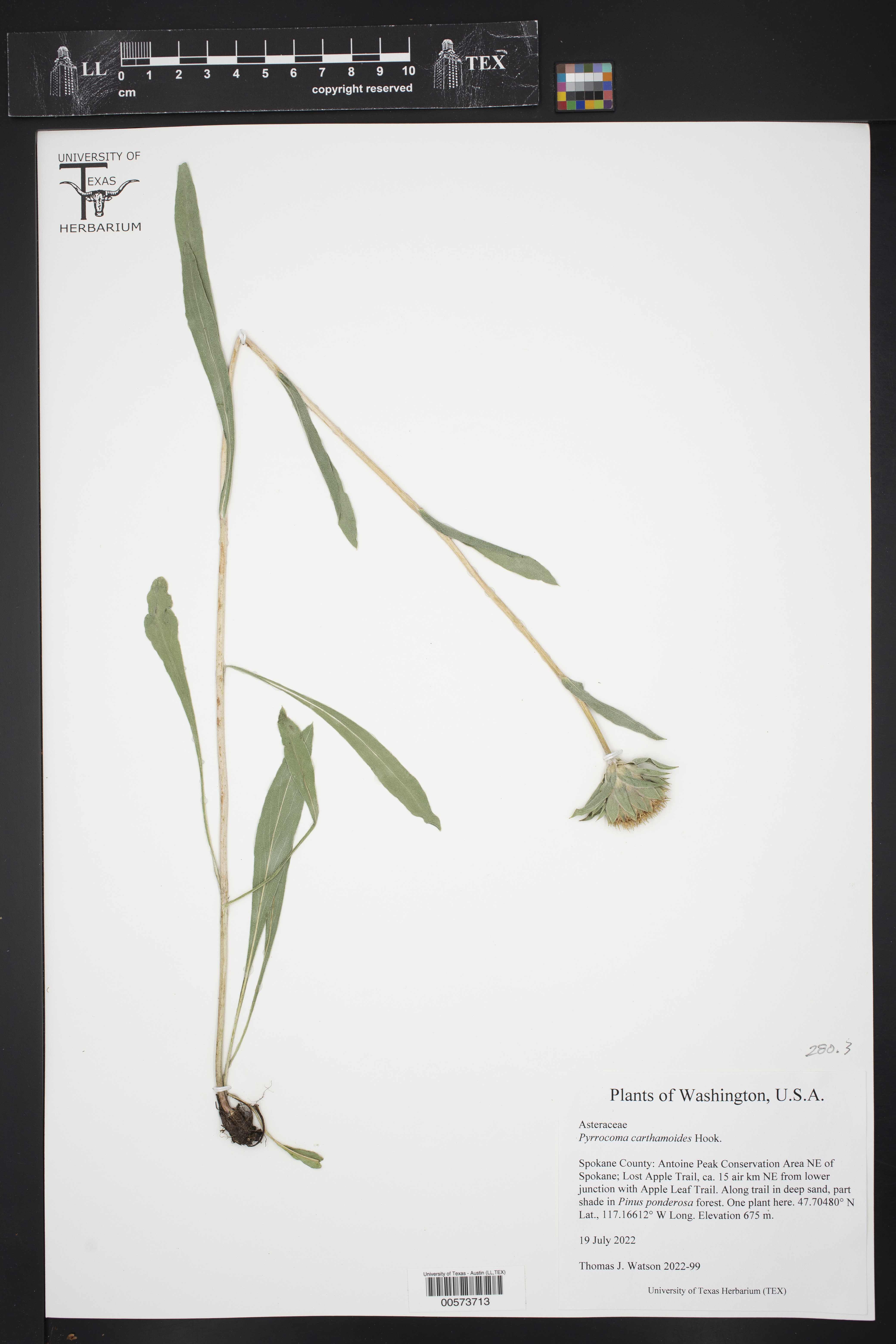 Pyrrocoma carthamoides thumbnail