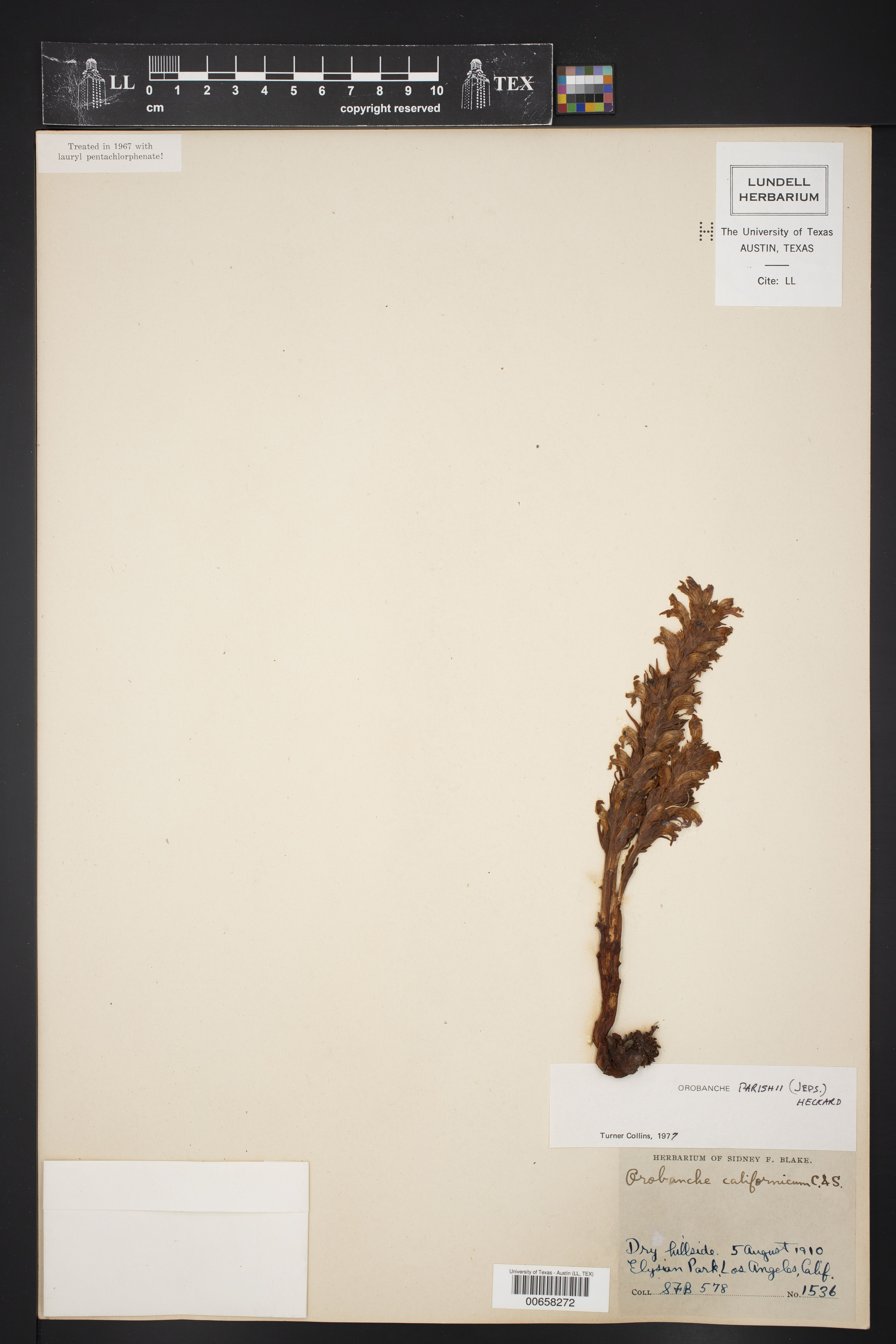 Orobanche parishii thumbnail
