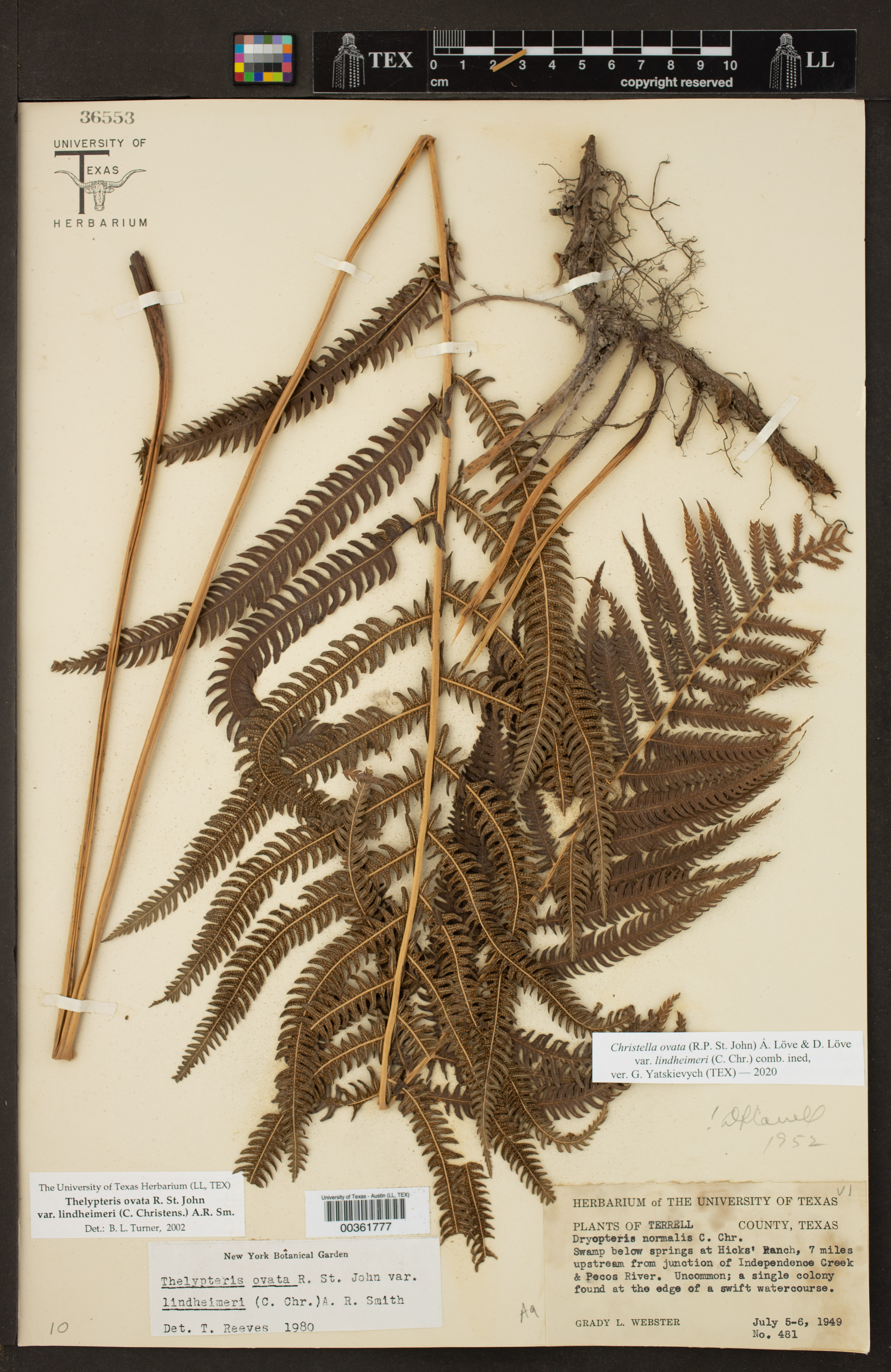 Pelazoneuron ovatum var. lindheimeri image