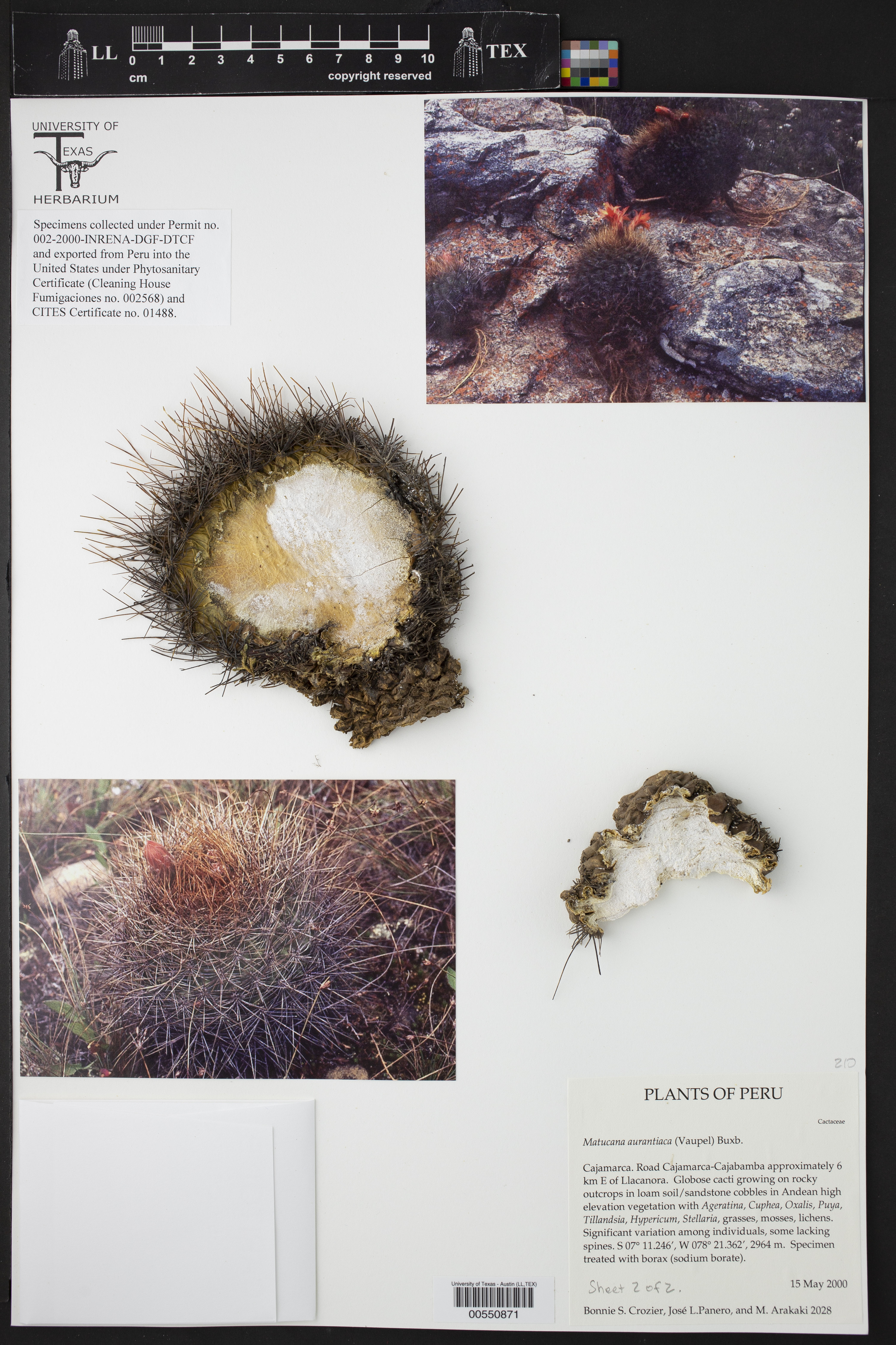 Matucana aurantiaca thumbnail