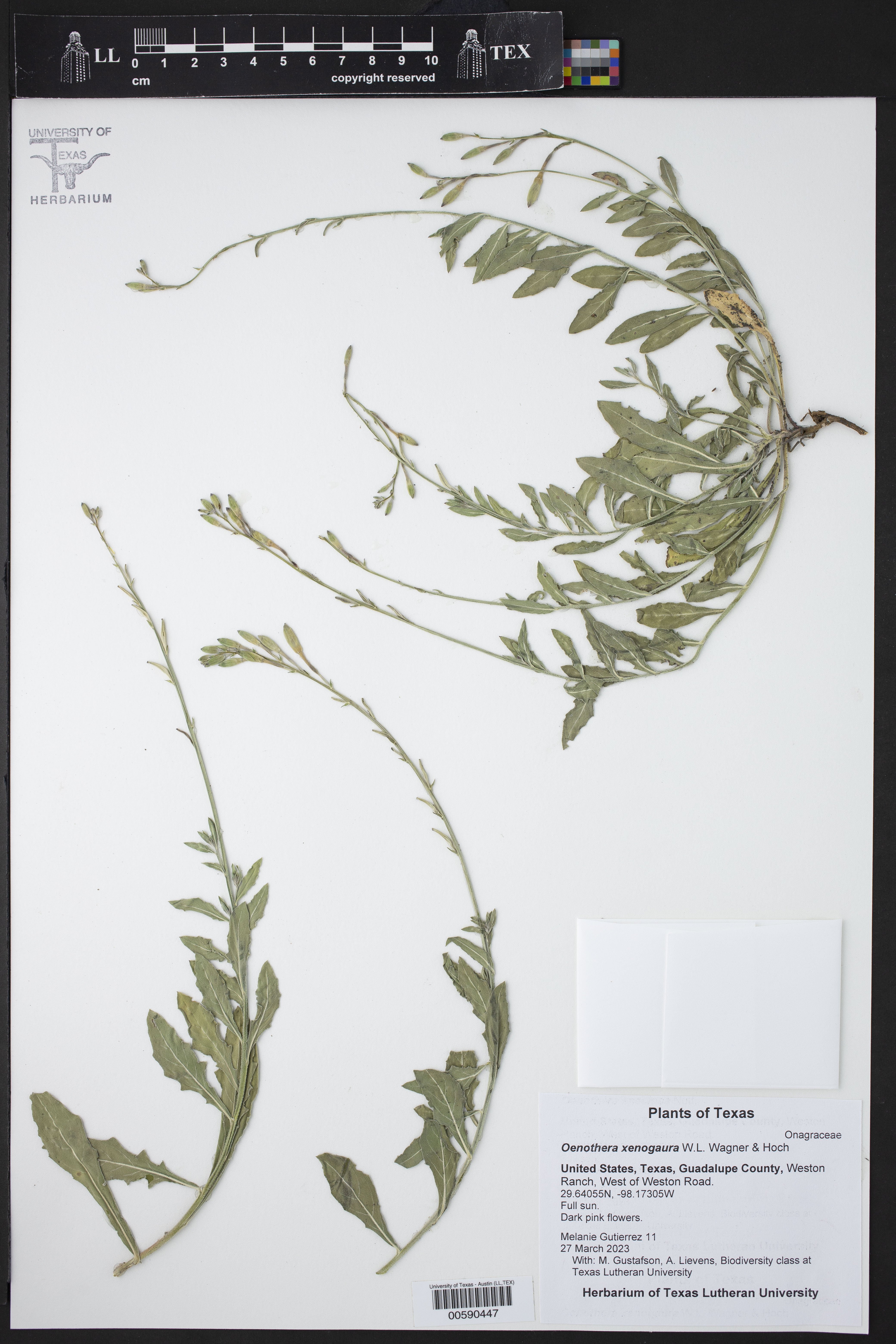 Oenothera xenogaura thumbnail