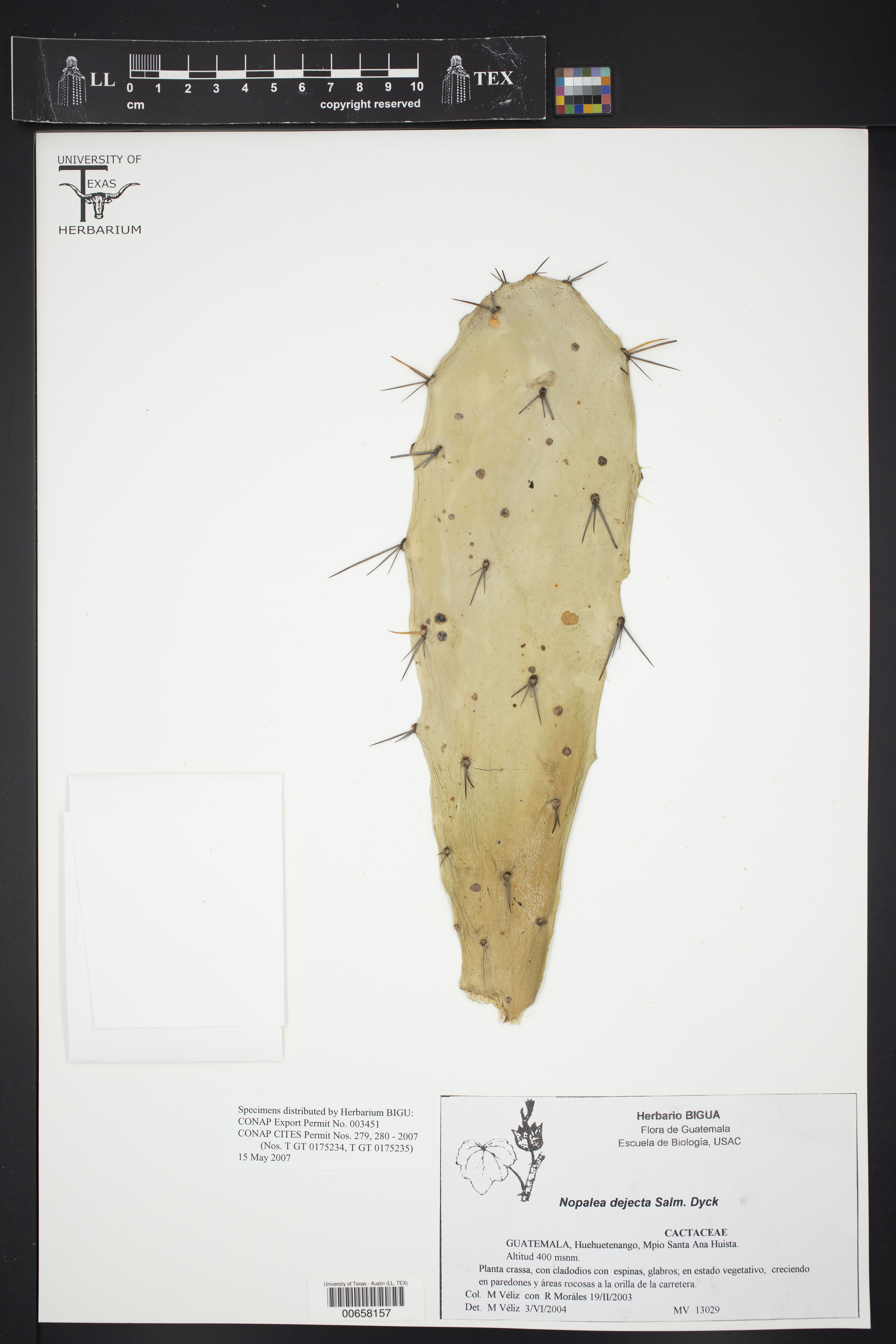 Nopalea dejecta