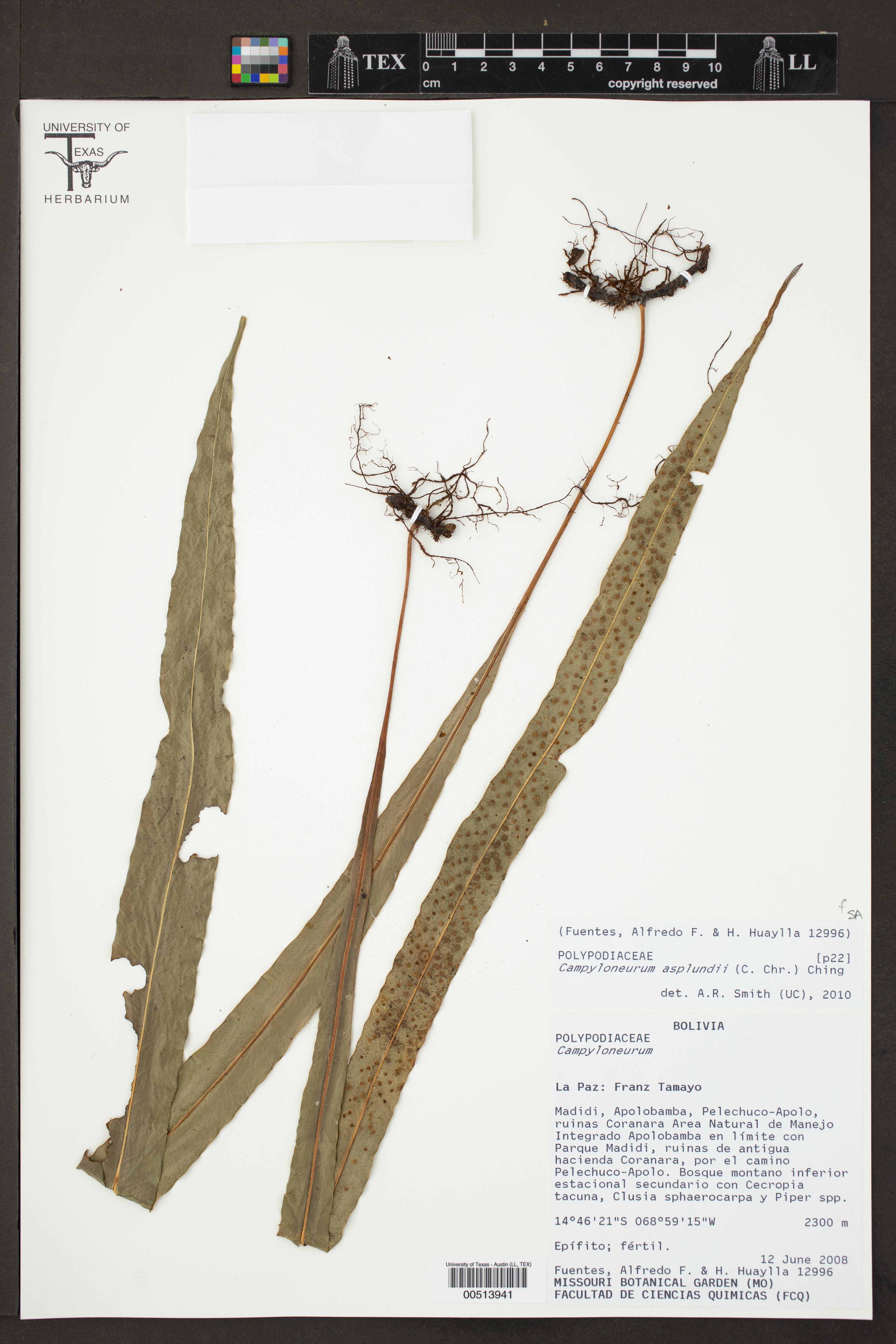 Campyloneurum asplundii image