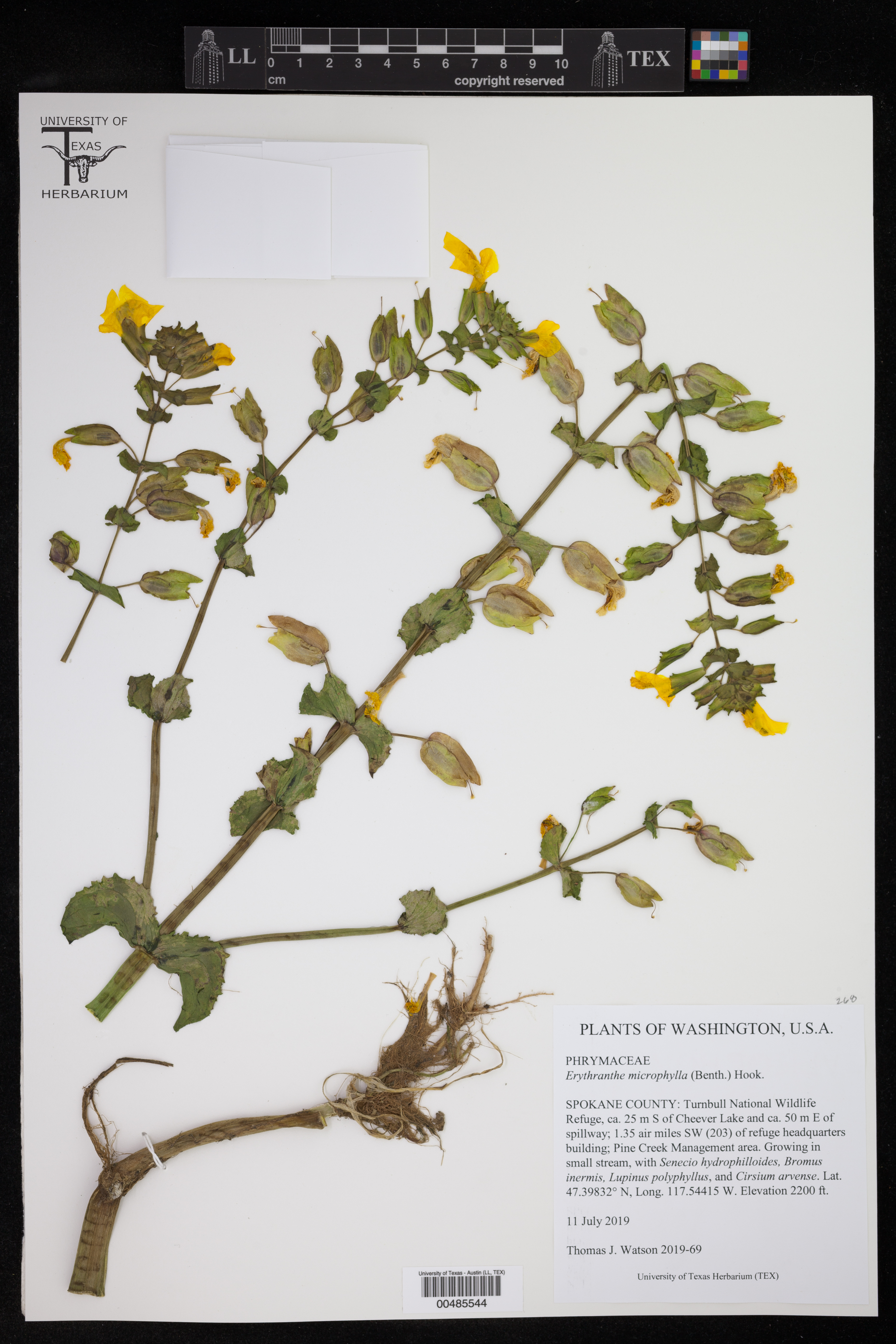 Erythranthe microphylla
