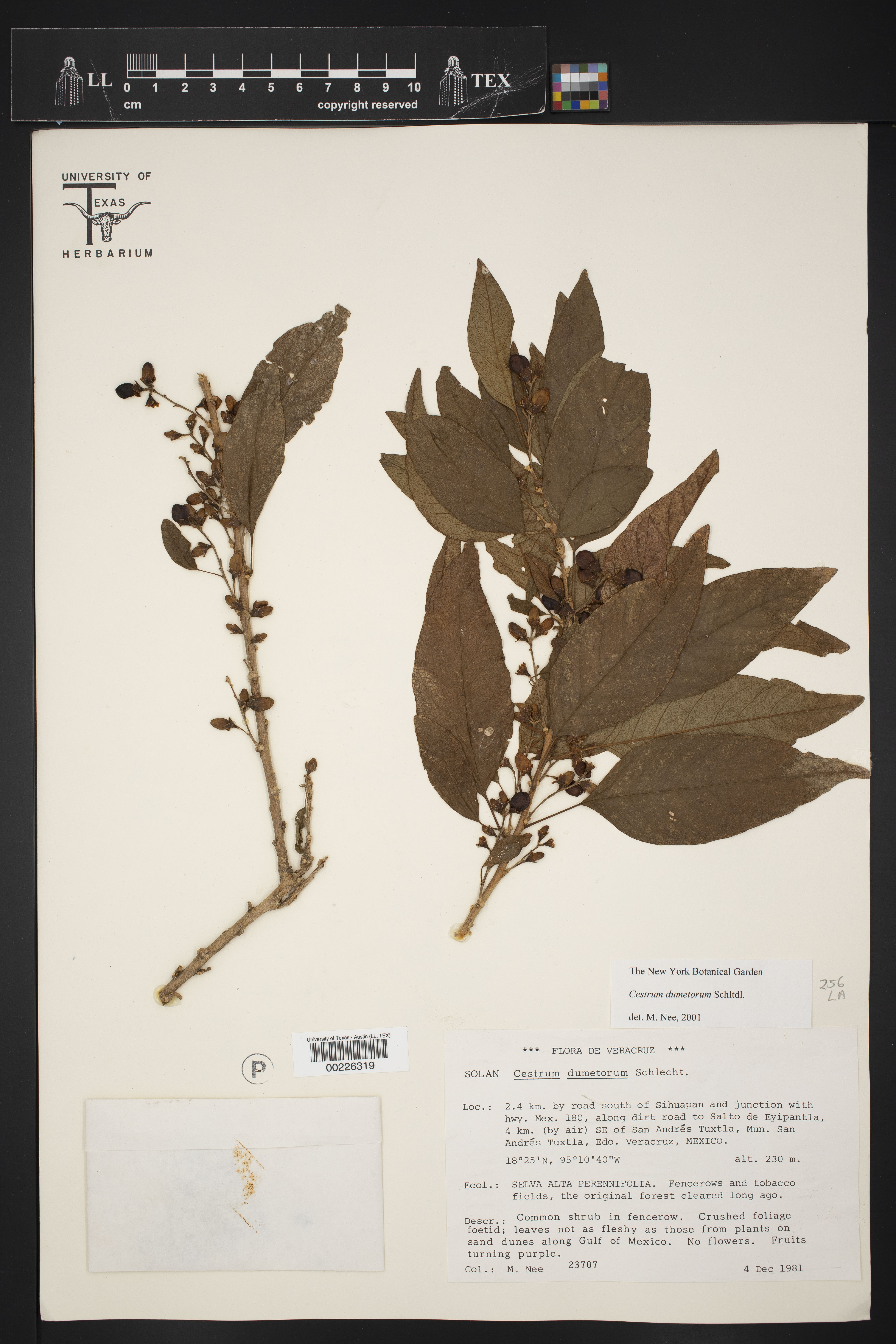 Cestrum dumetorum