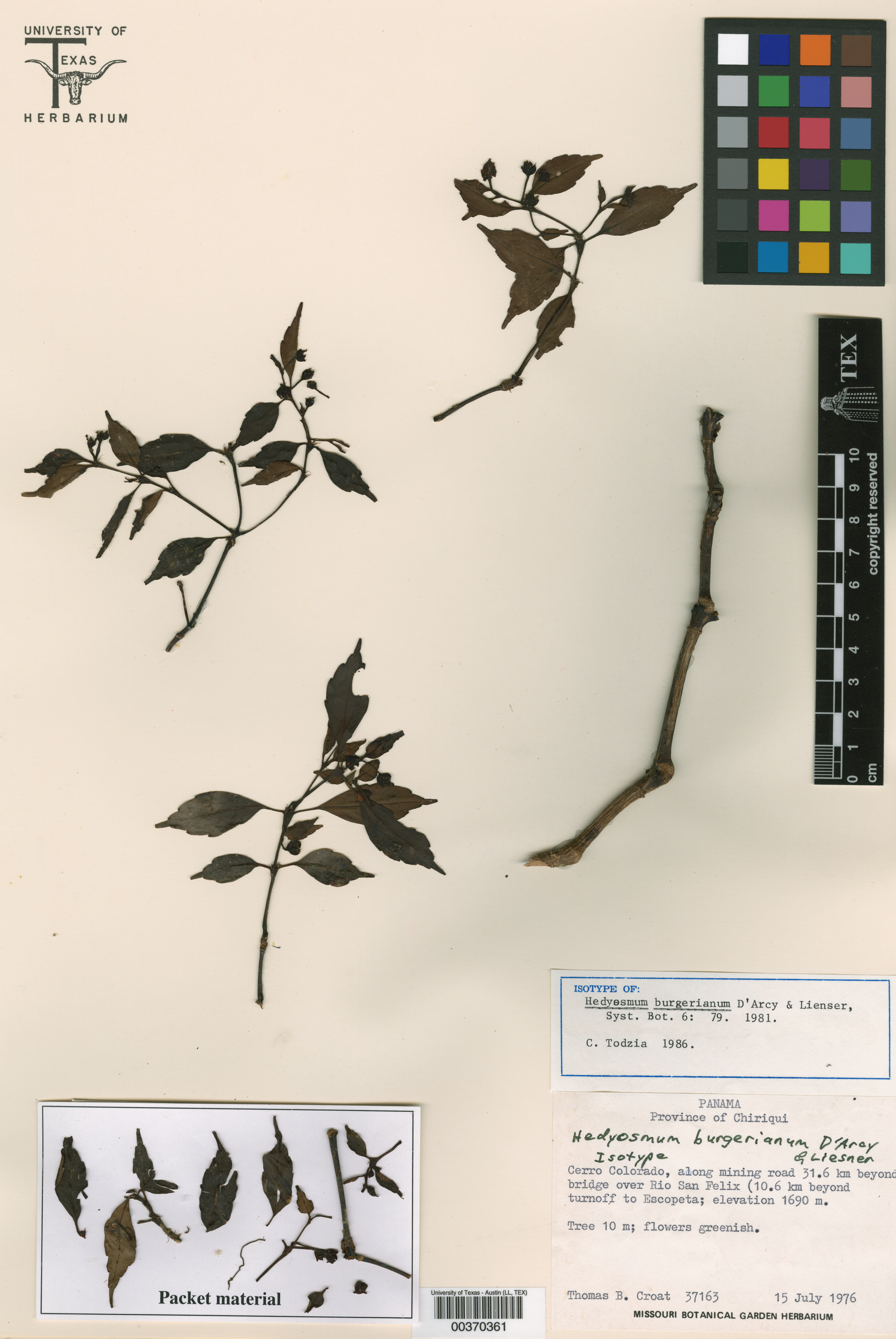Hedyosmum burgerianum thumbnail