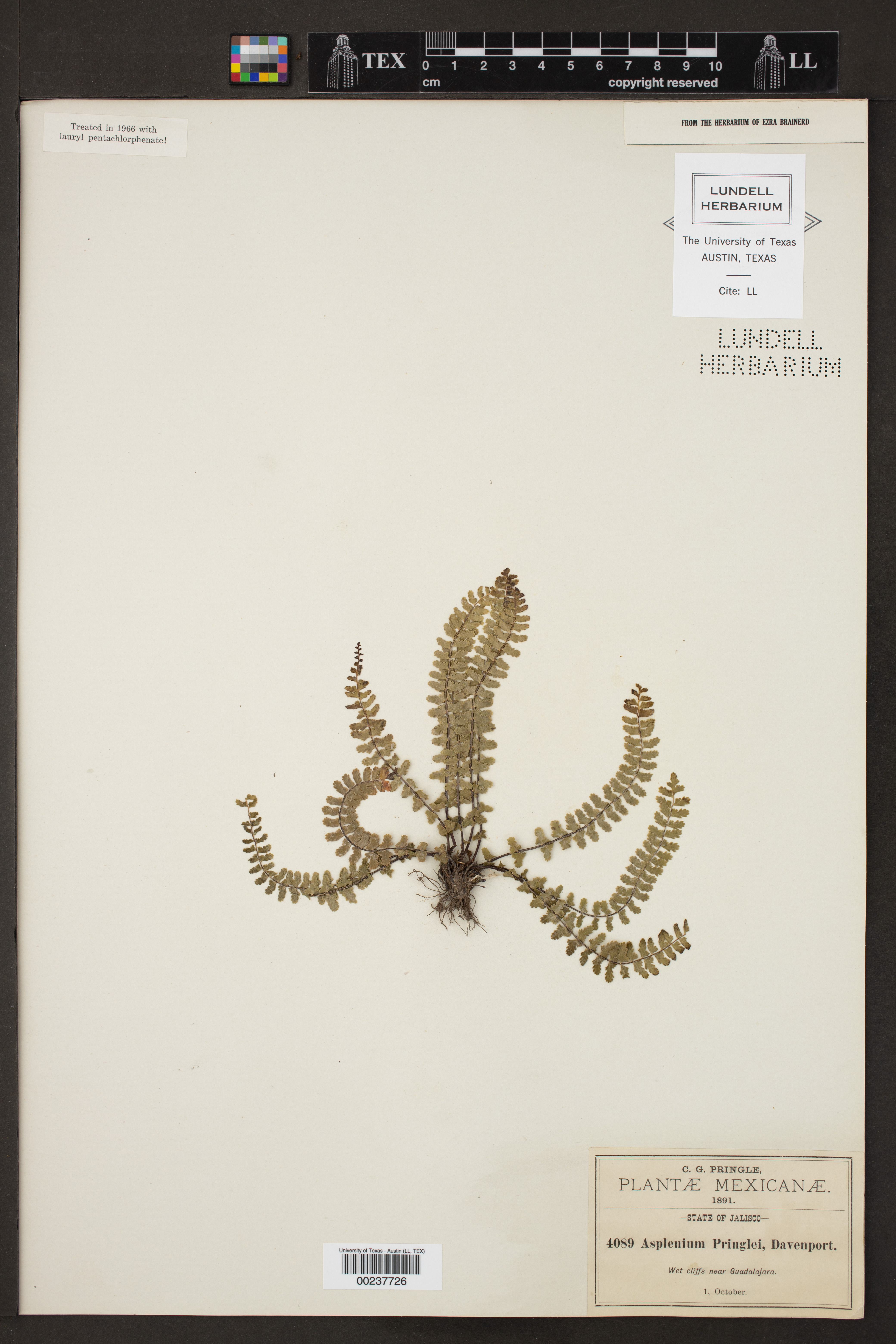 Asplenium pringlei