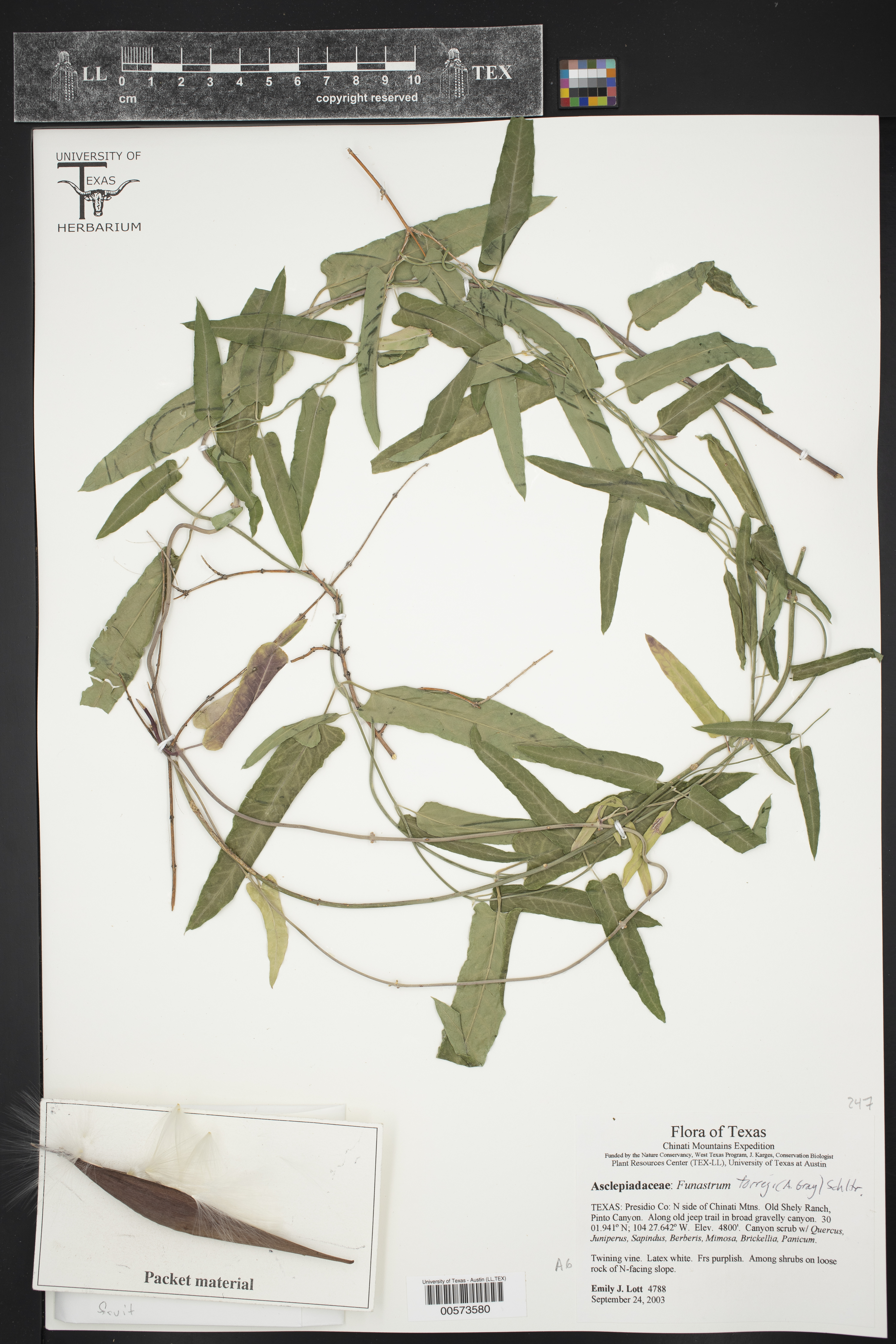 Funastrum