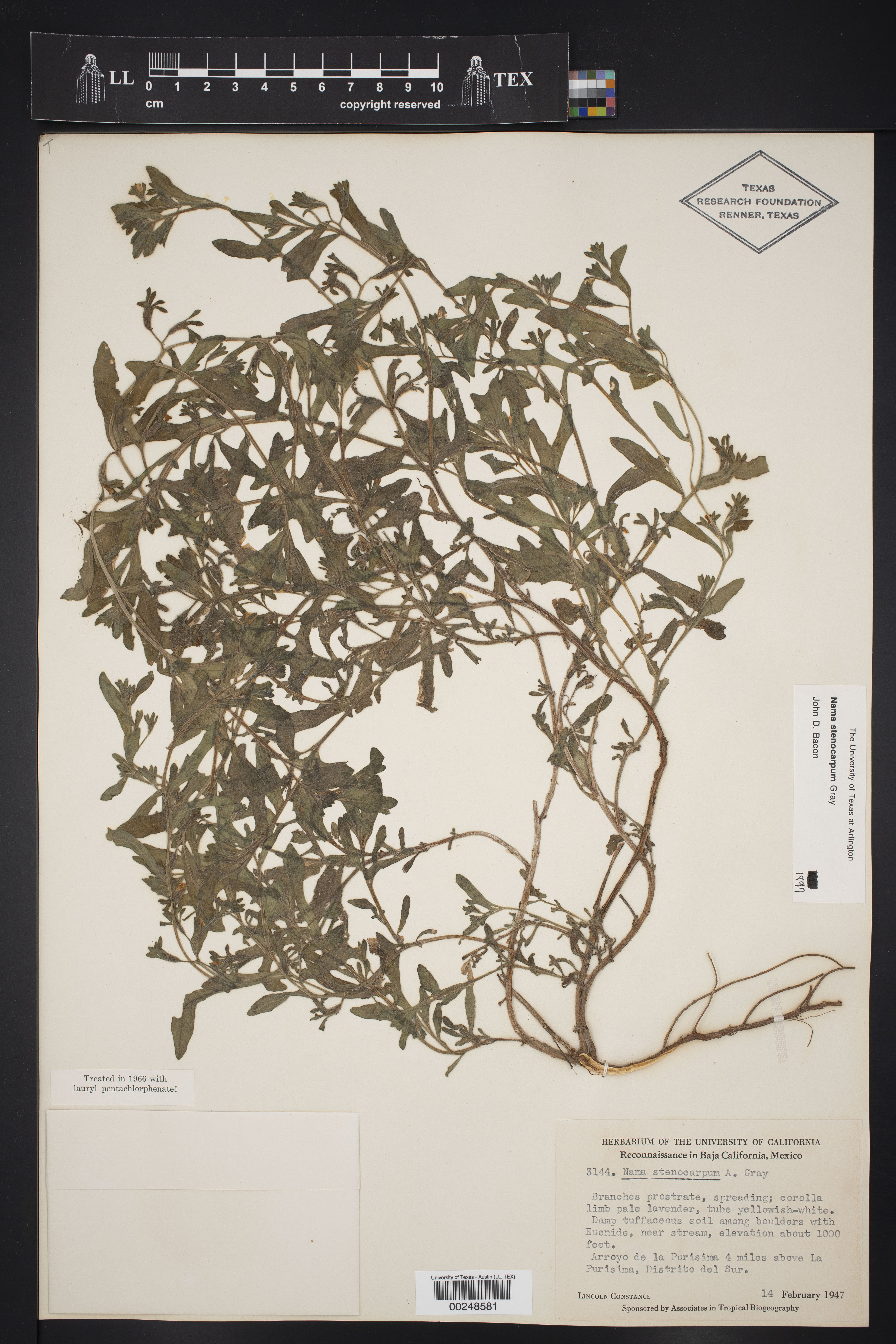 Nama stenocarpa