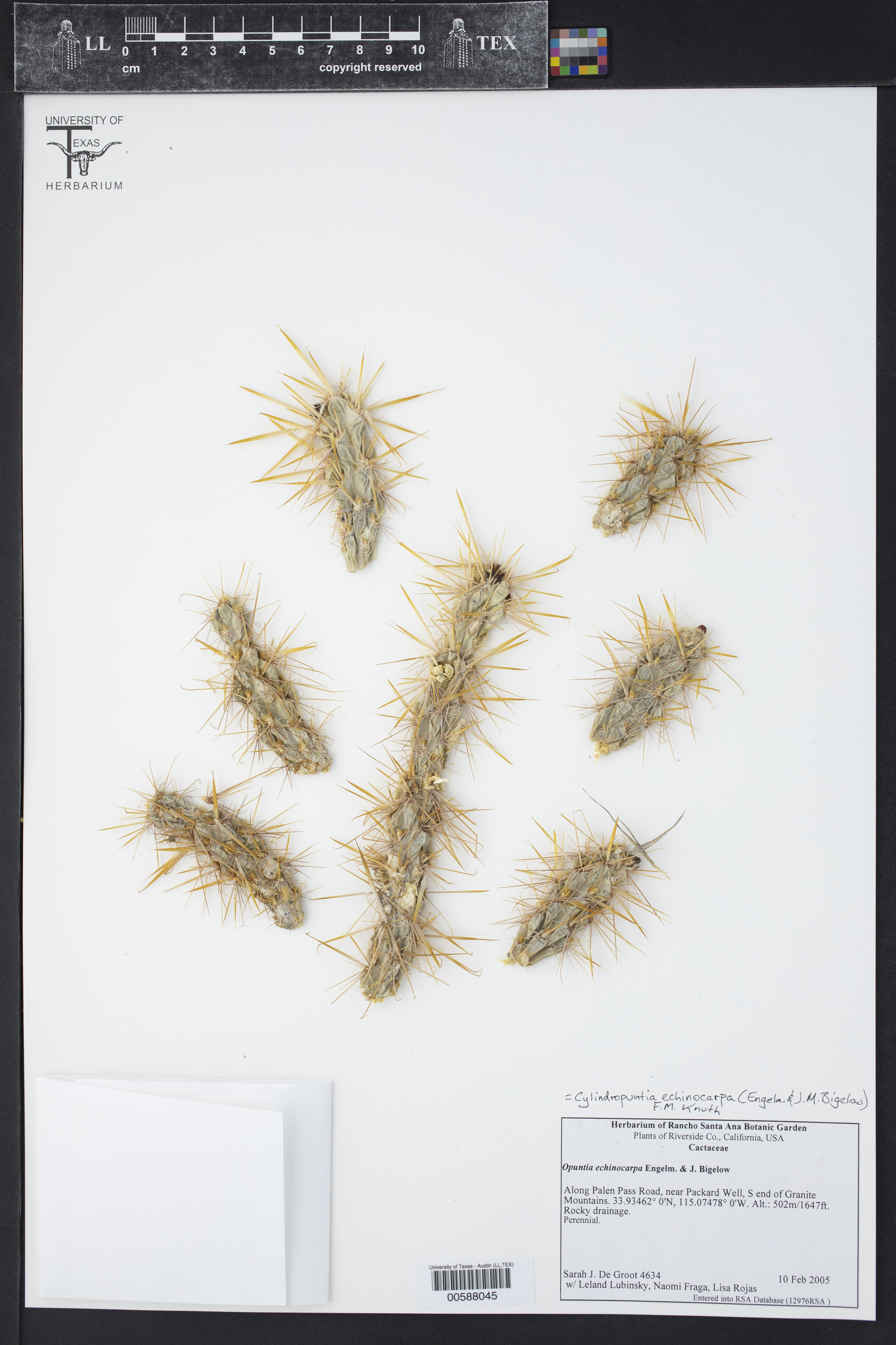 Cylindropuntia echinocarpa thumbnail