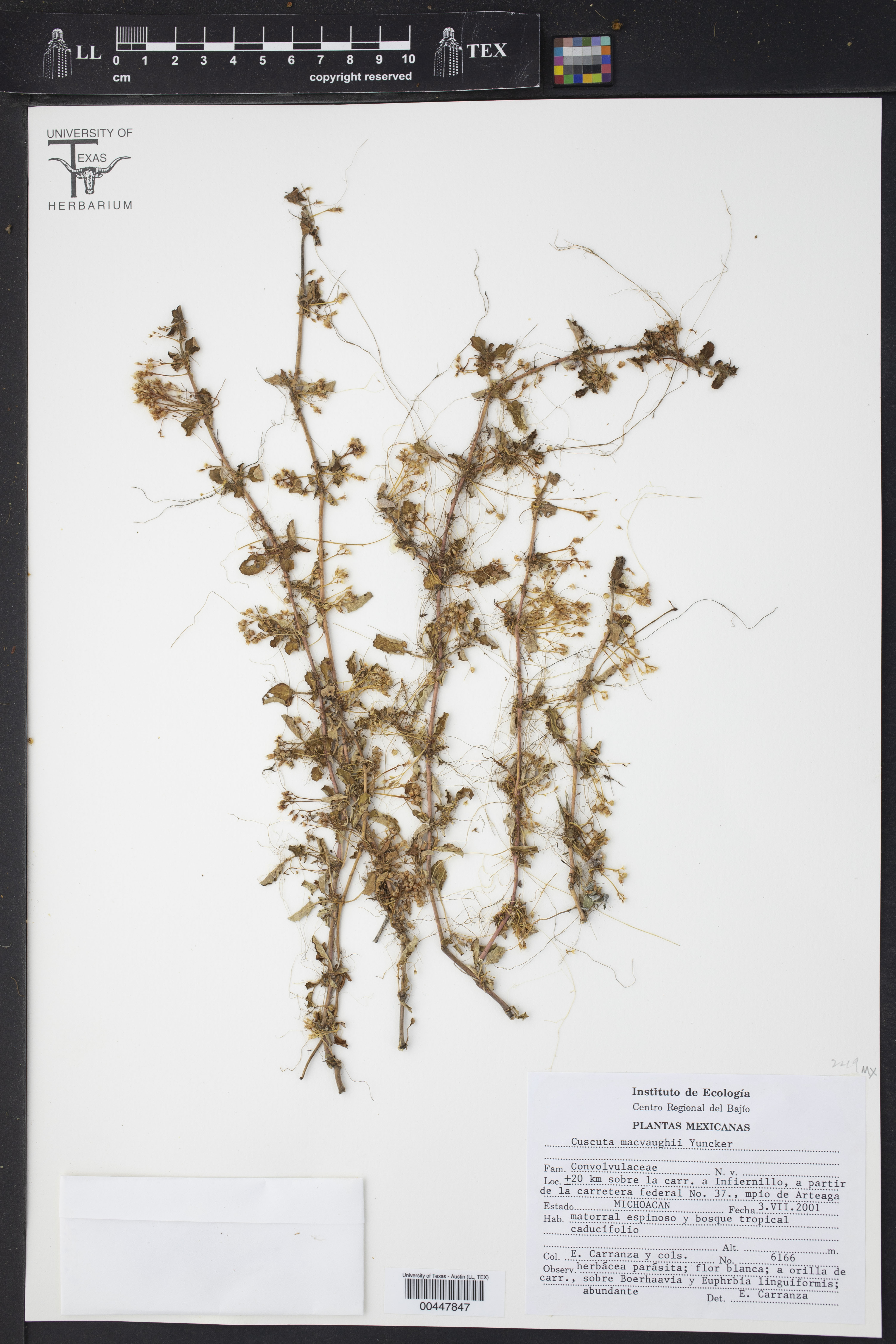 Cuscuta macvaughii
