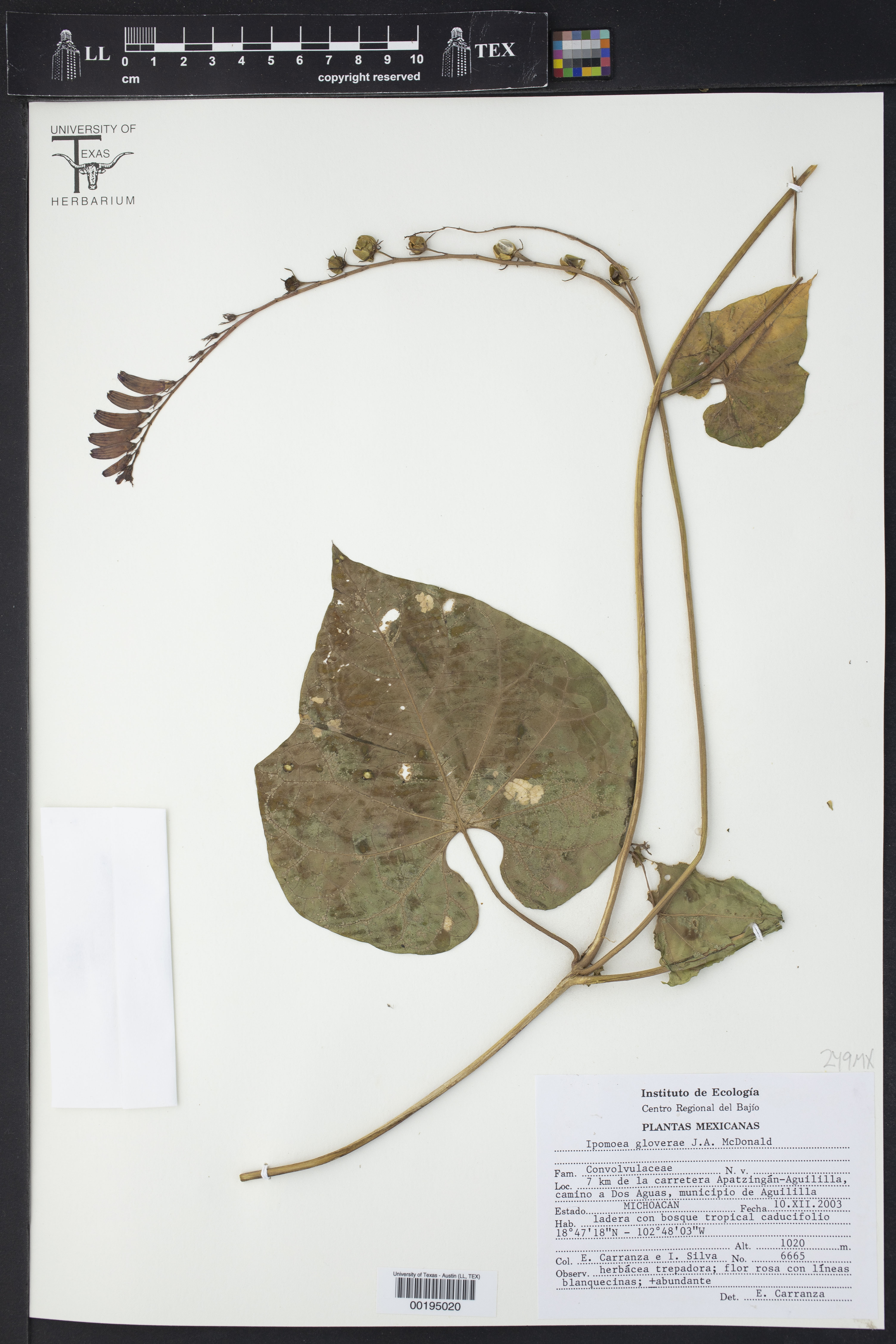 Ipomoea gloverae