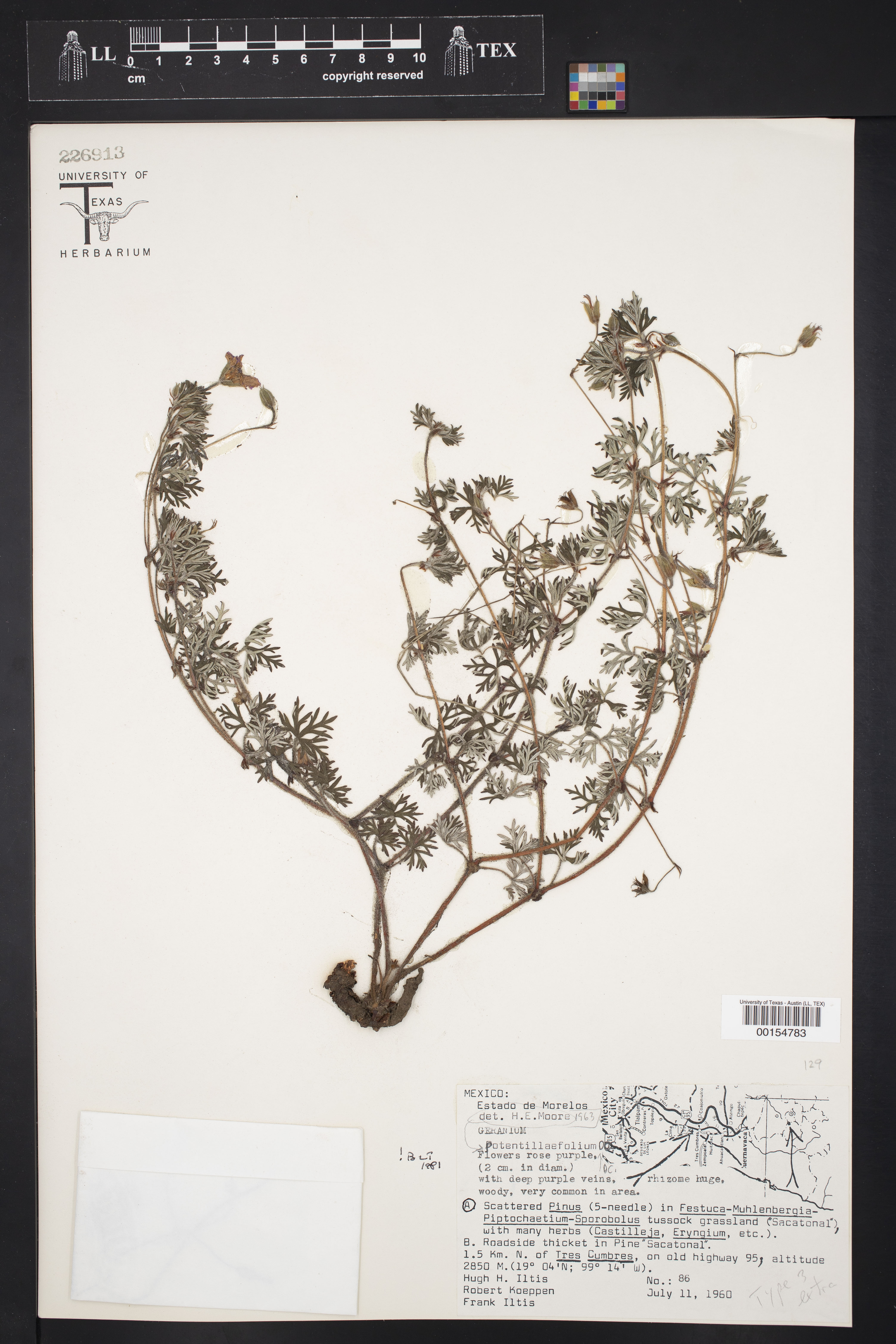 Geranium potentillifolium