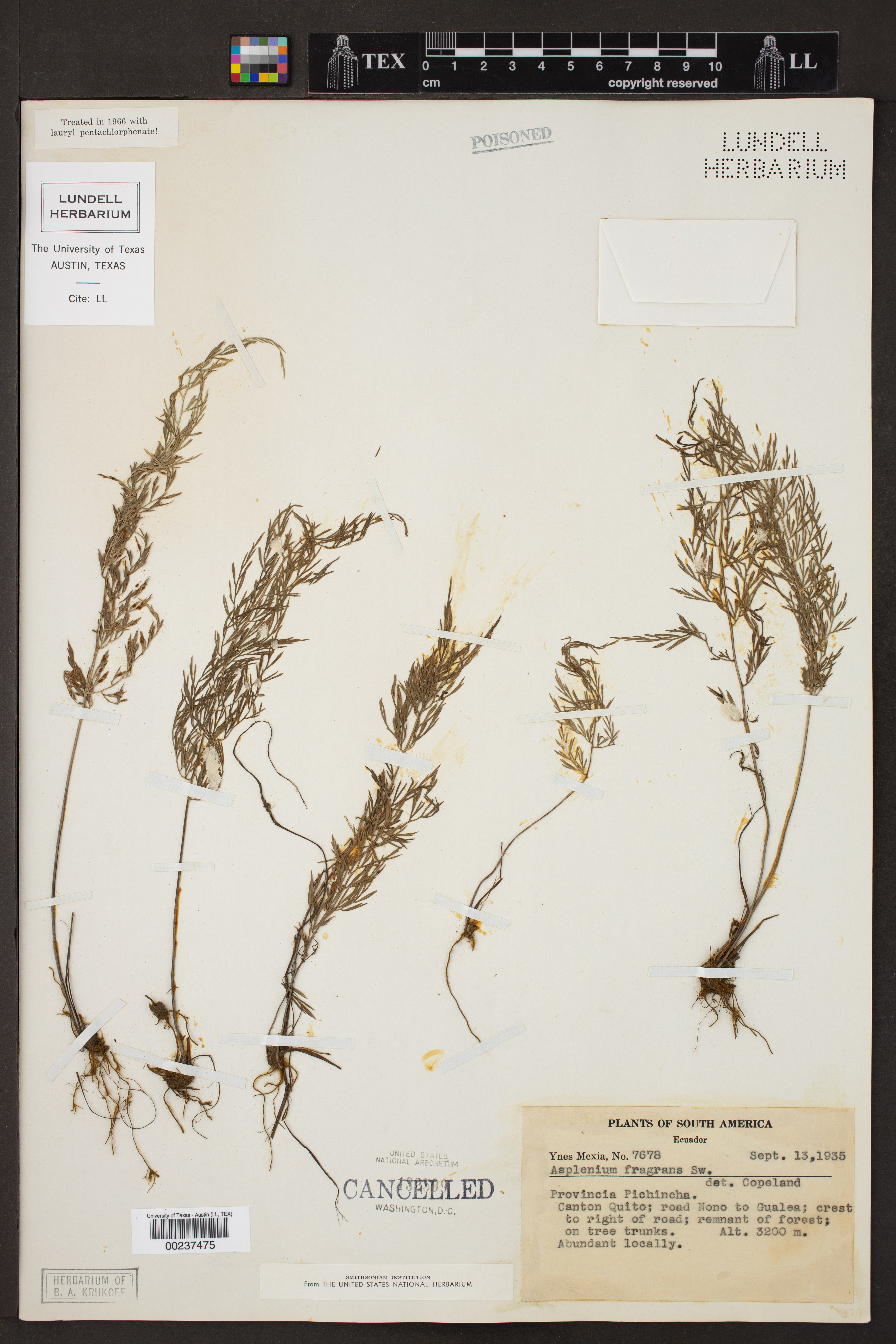 Asplenium fragrans