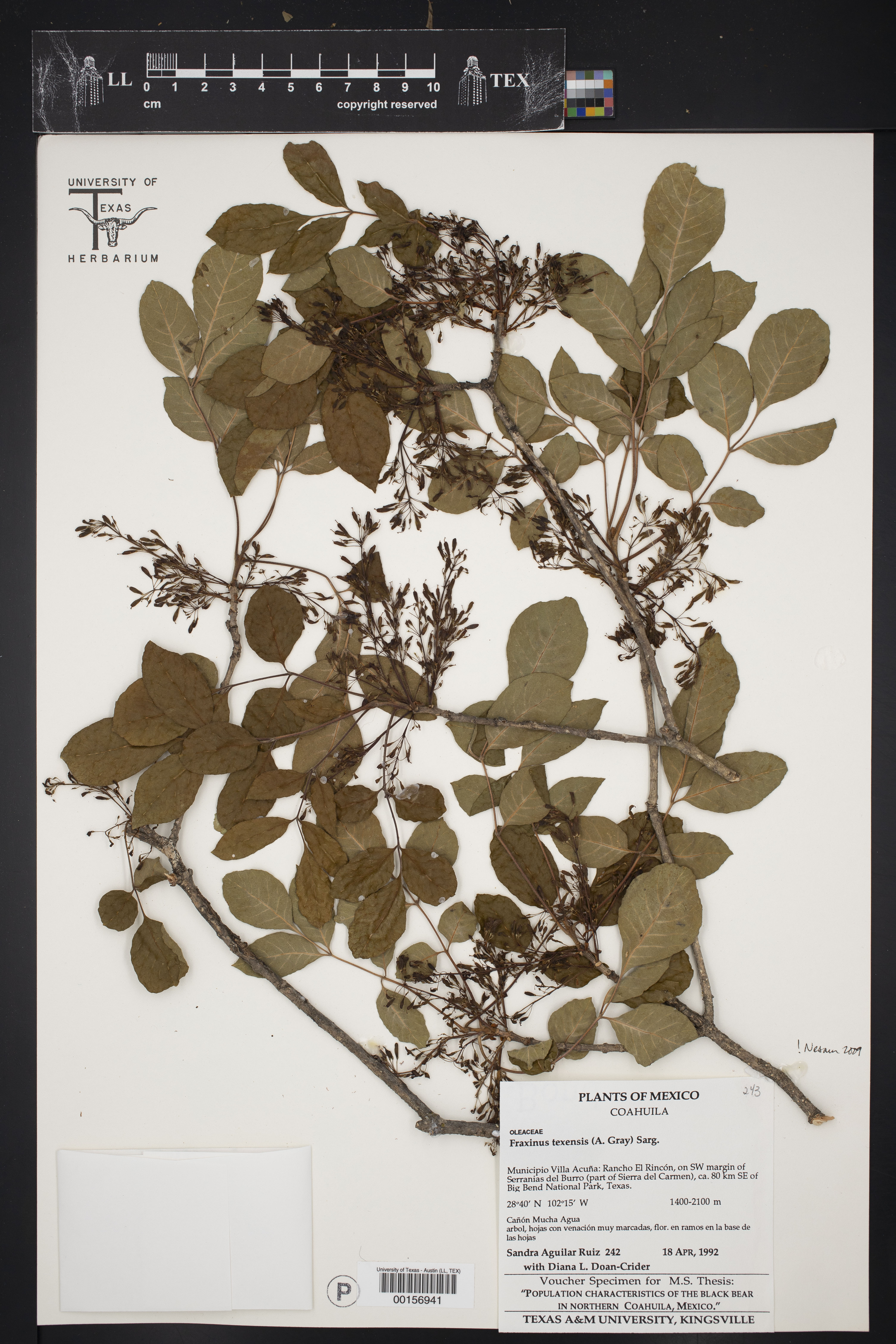 Fraxinus texensis