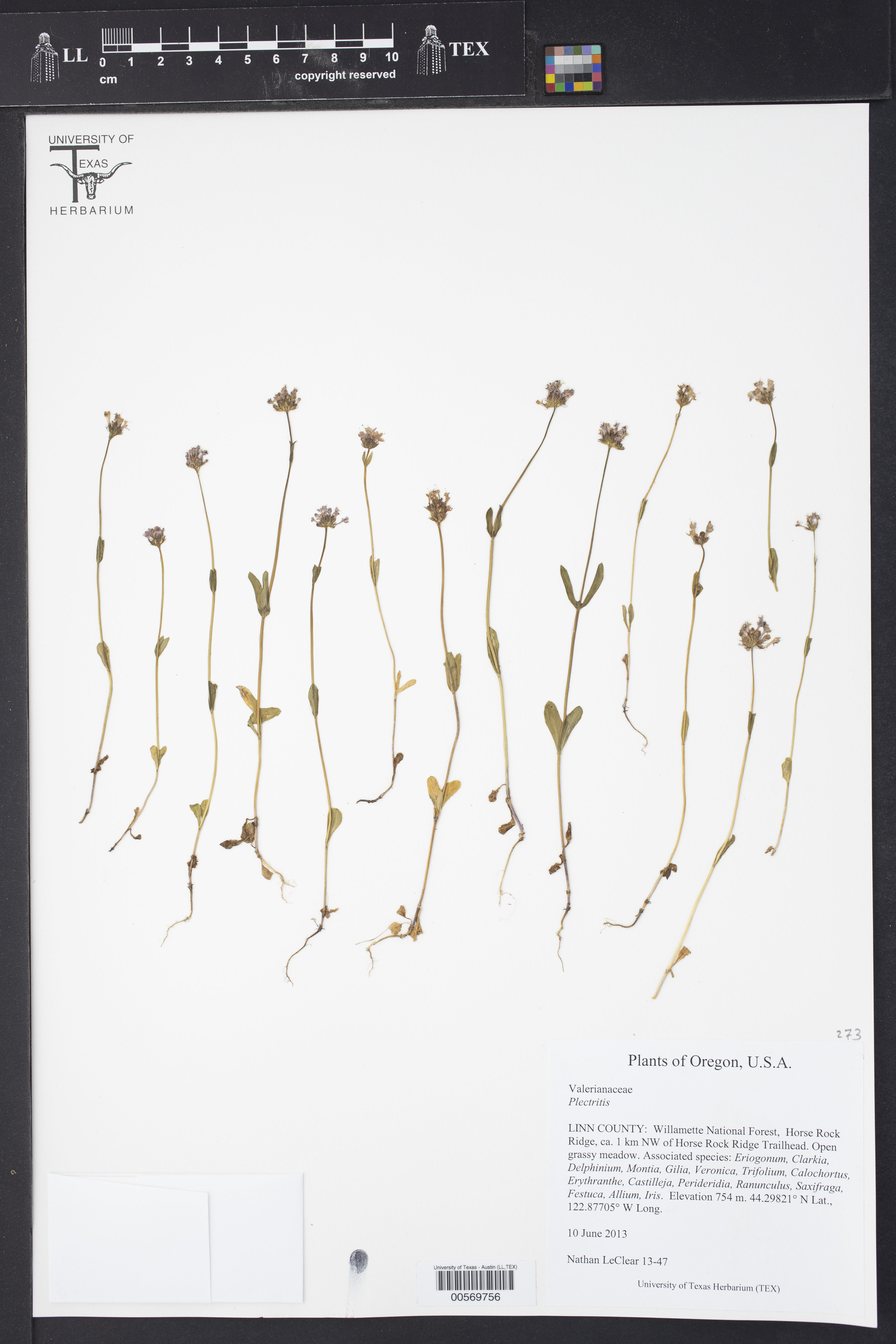 Plectritis