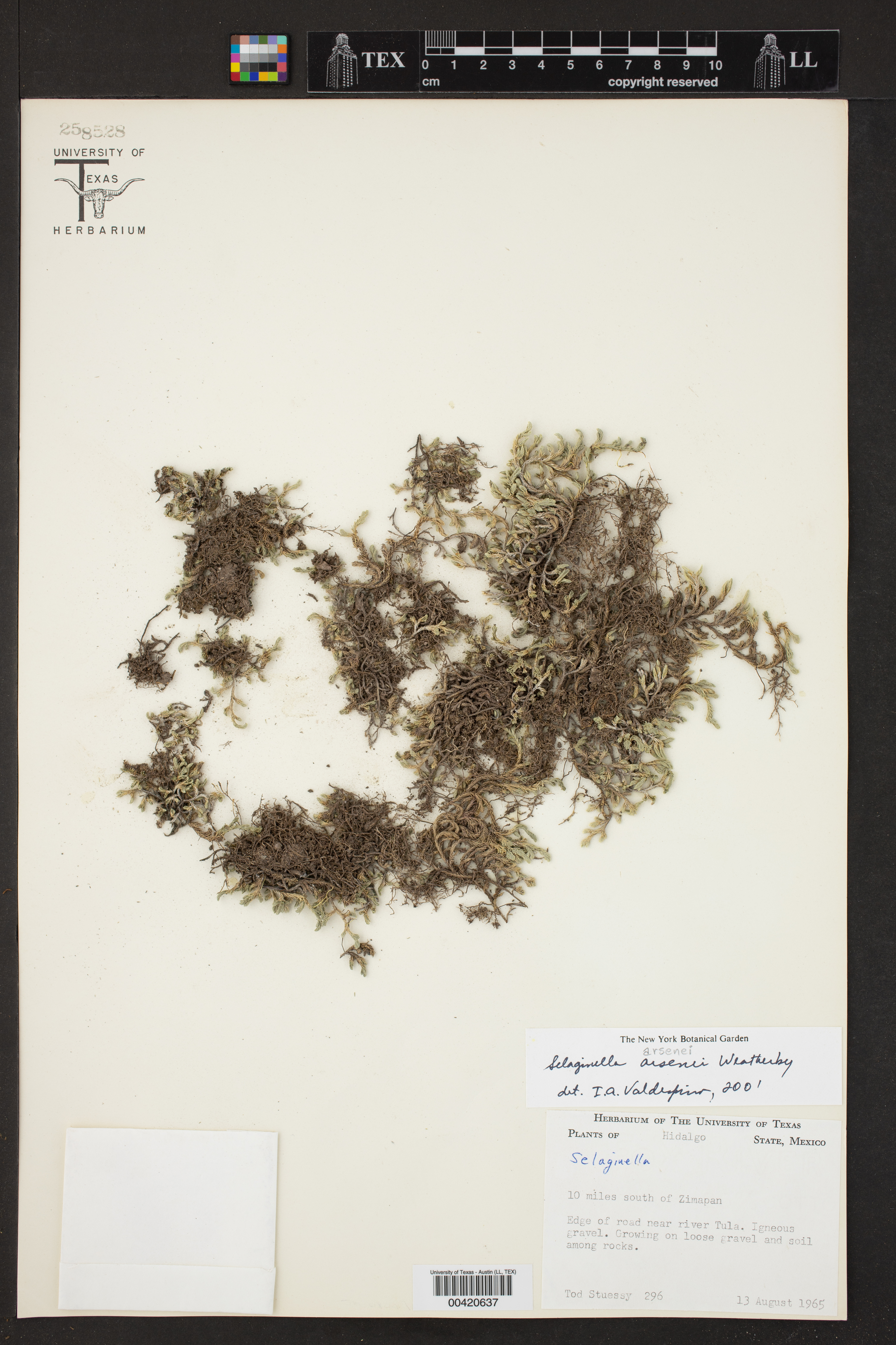 Selaginella arsenei image