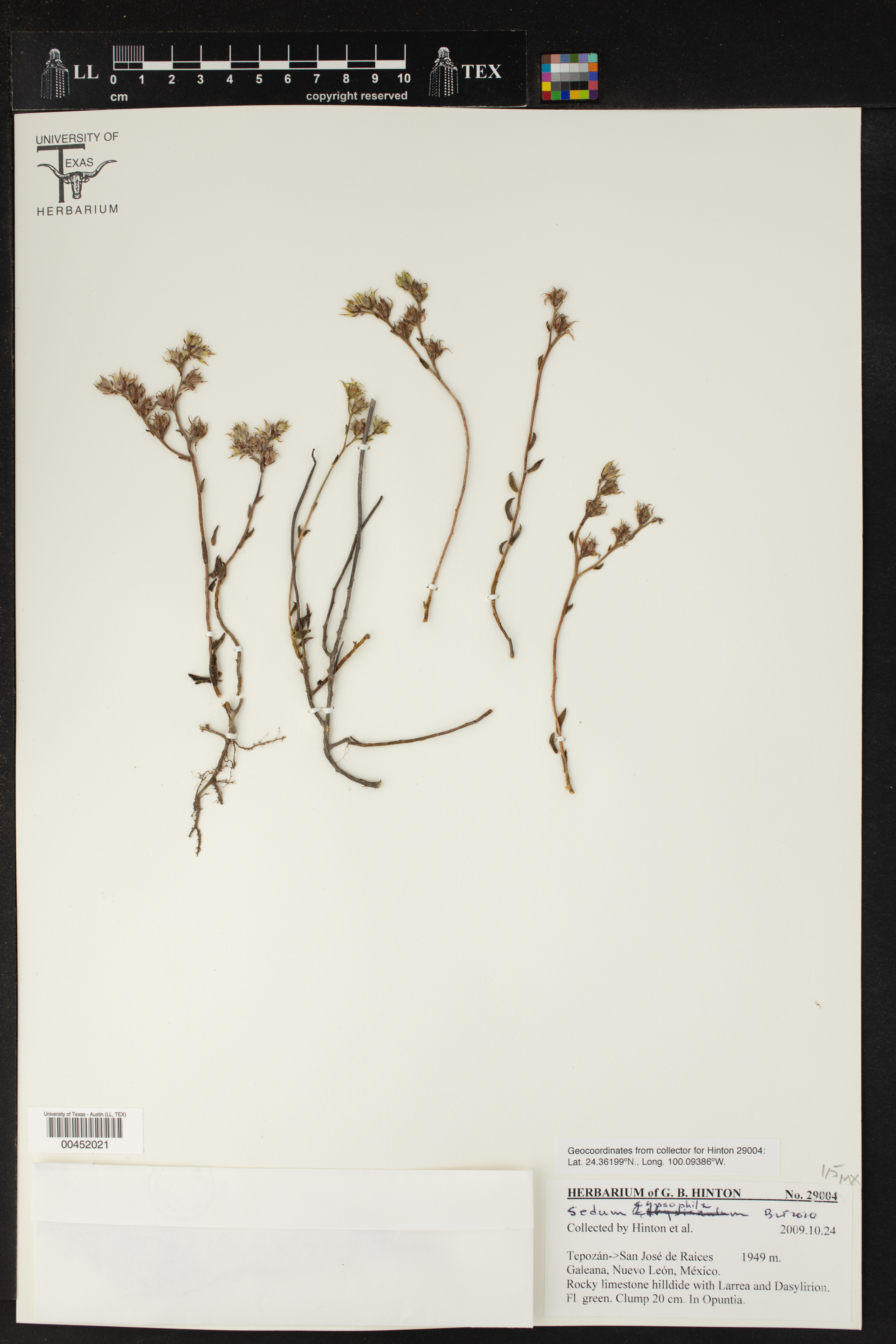 Sedum gypsophilum thumbnail