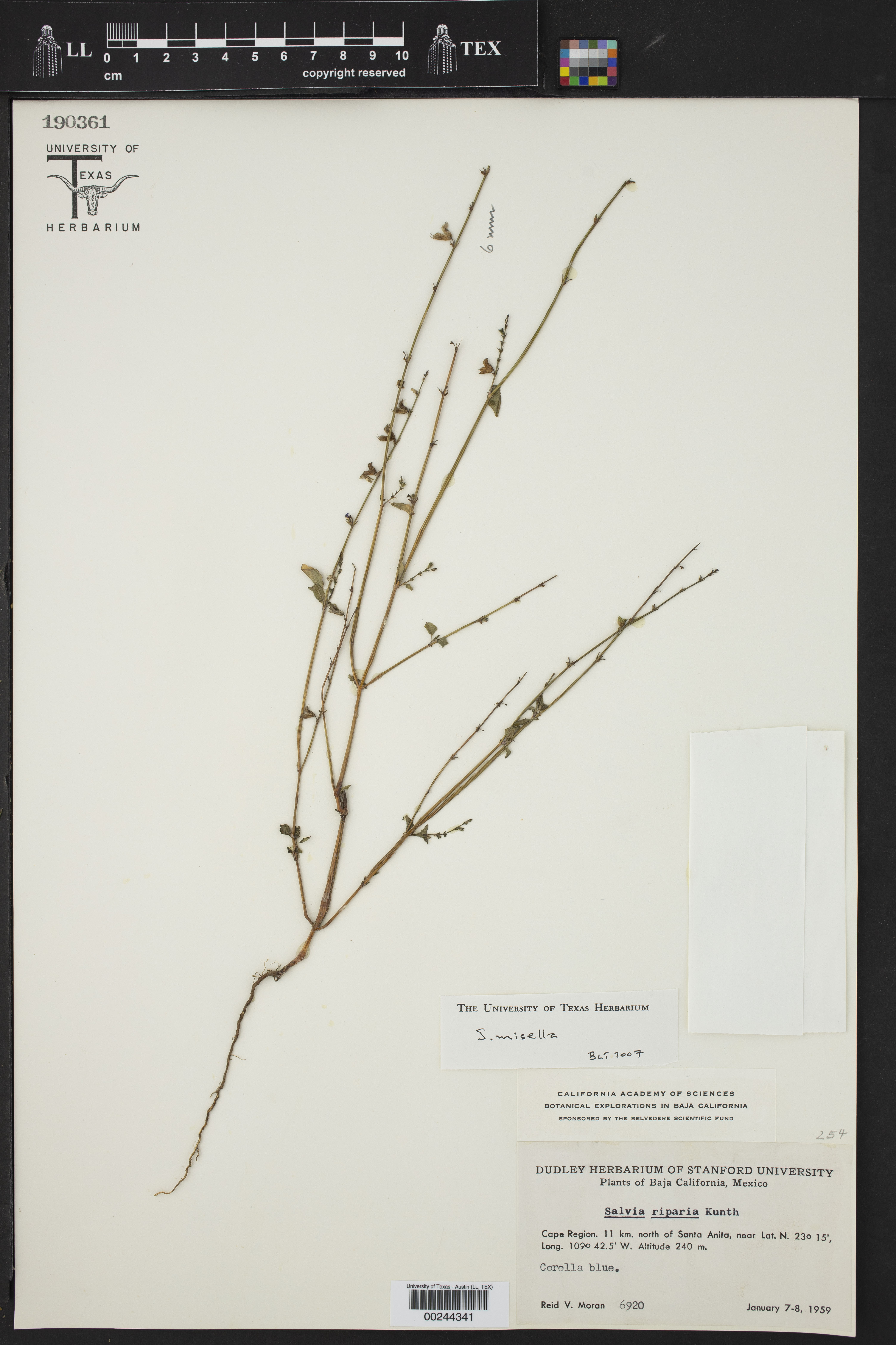 Salvia monantha