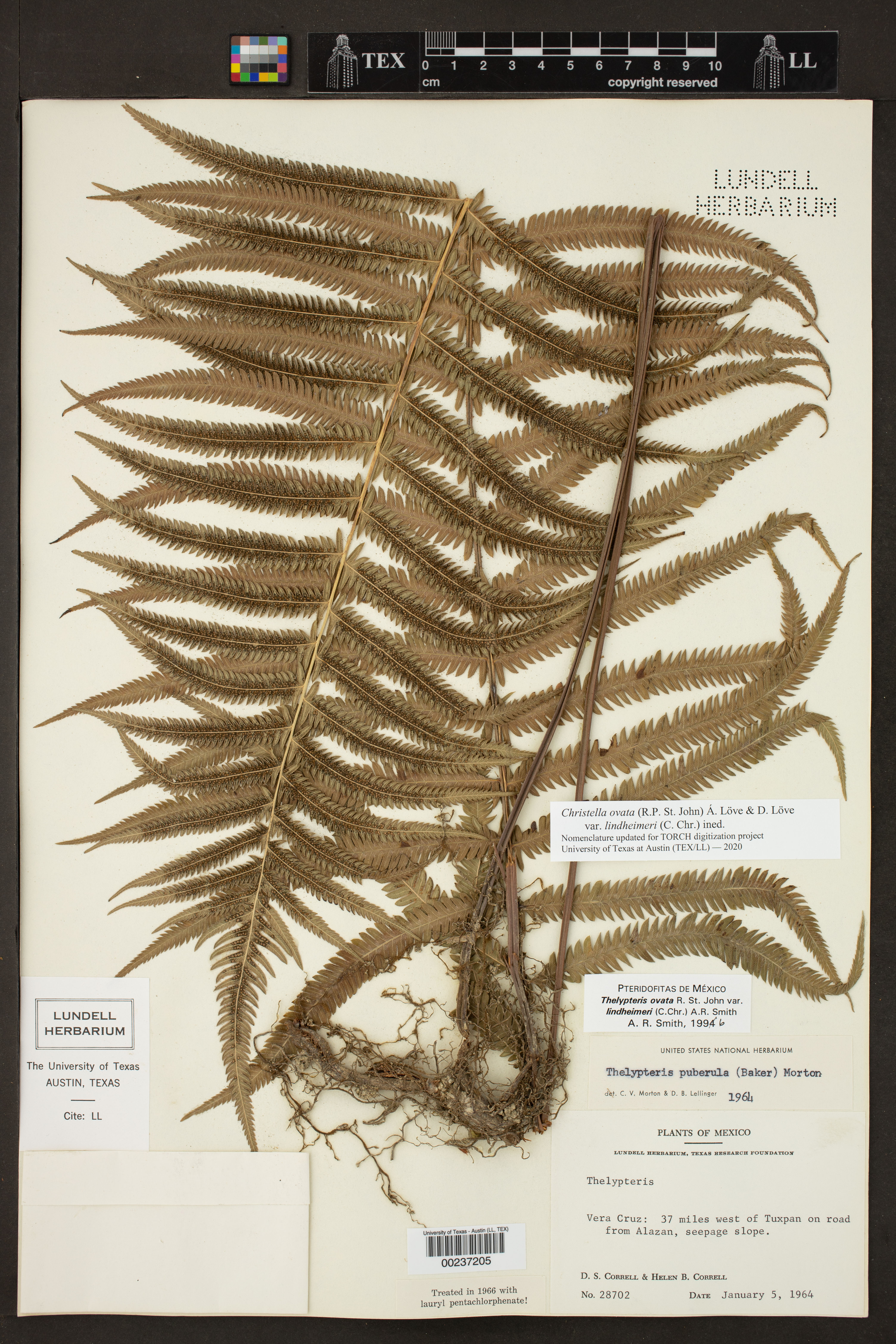 Pelazoneuron ovatum var. lindheimeri image