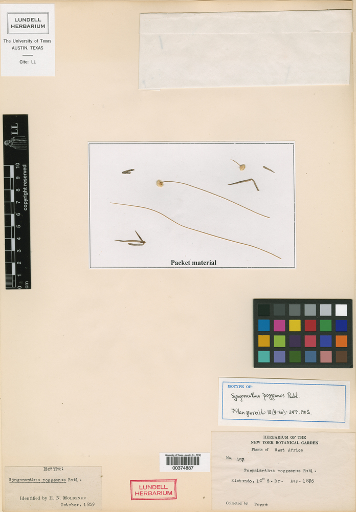 Syngonanthus poggeanus image