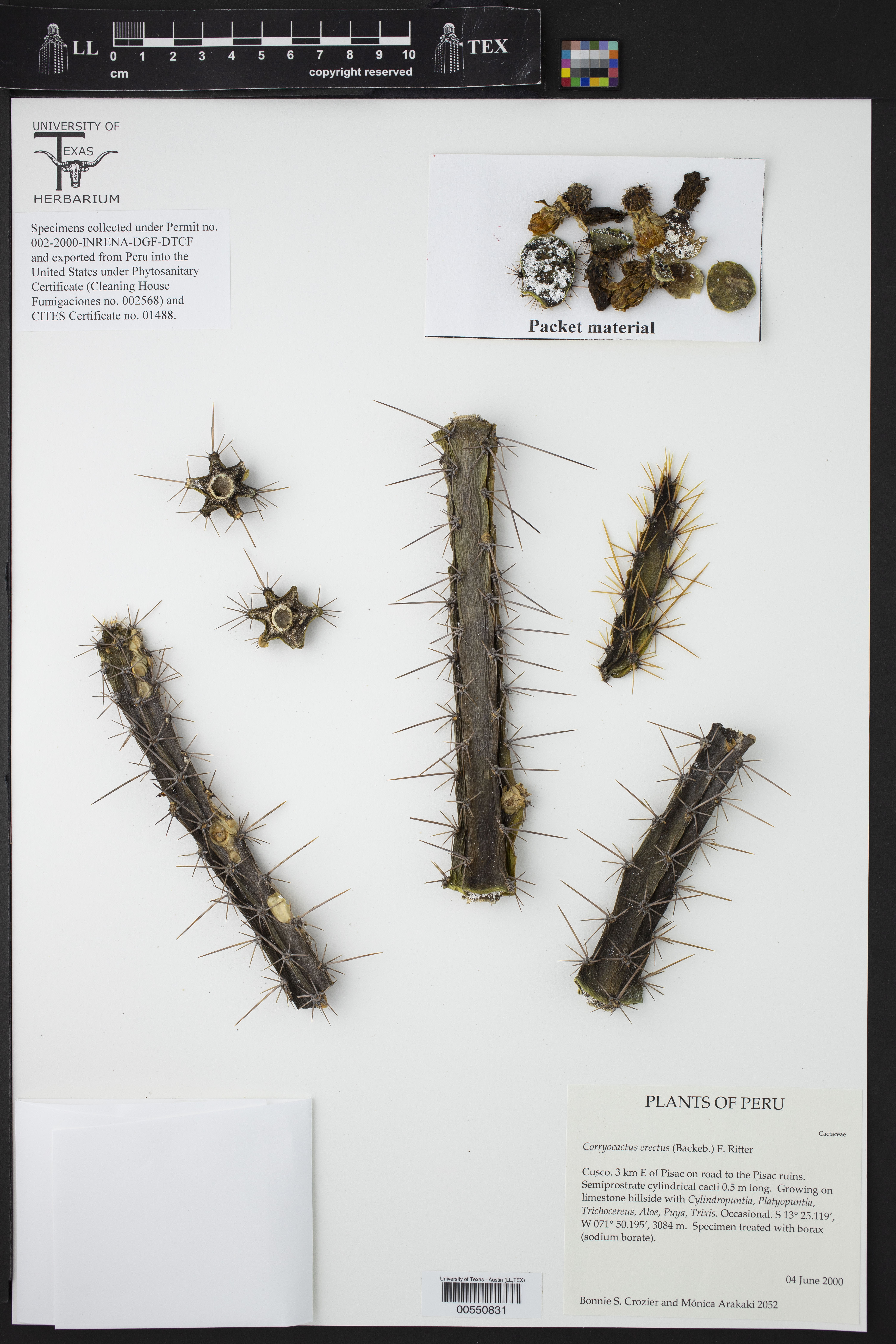 Corryocactus erectus