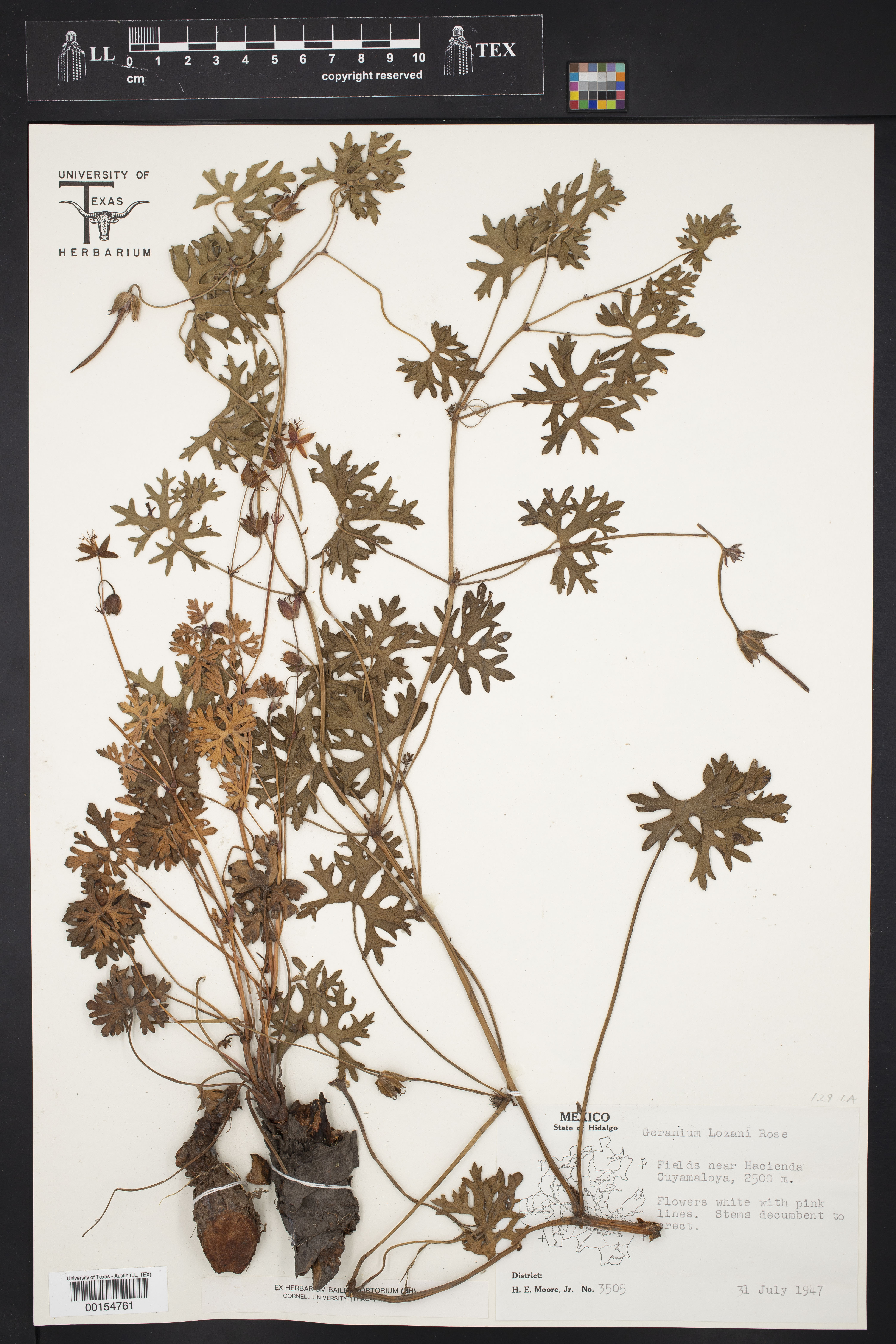 Geranium lozanoi