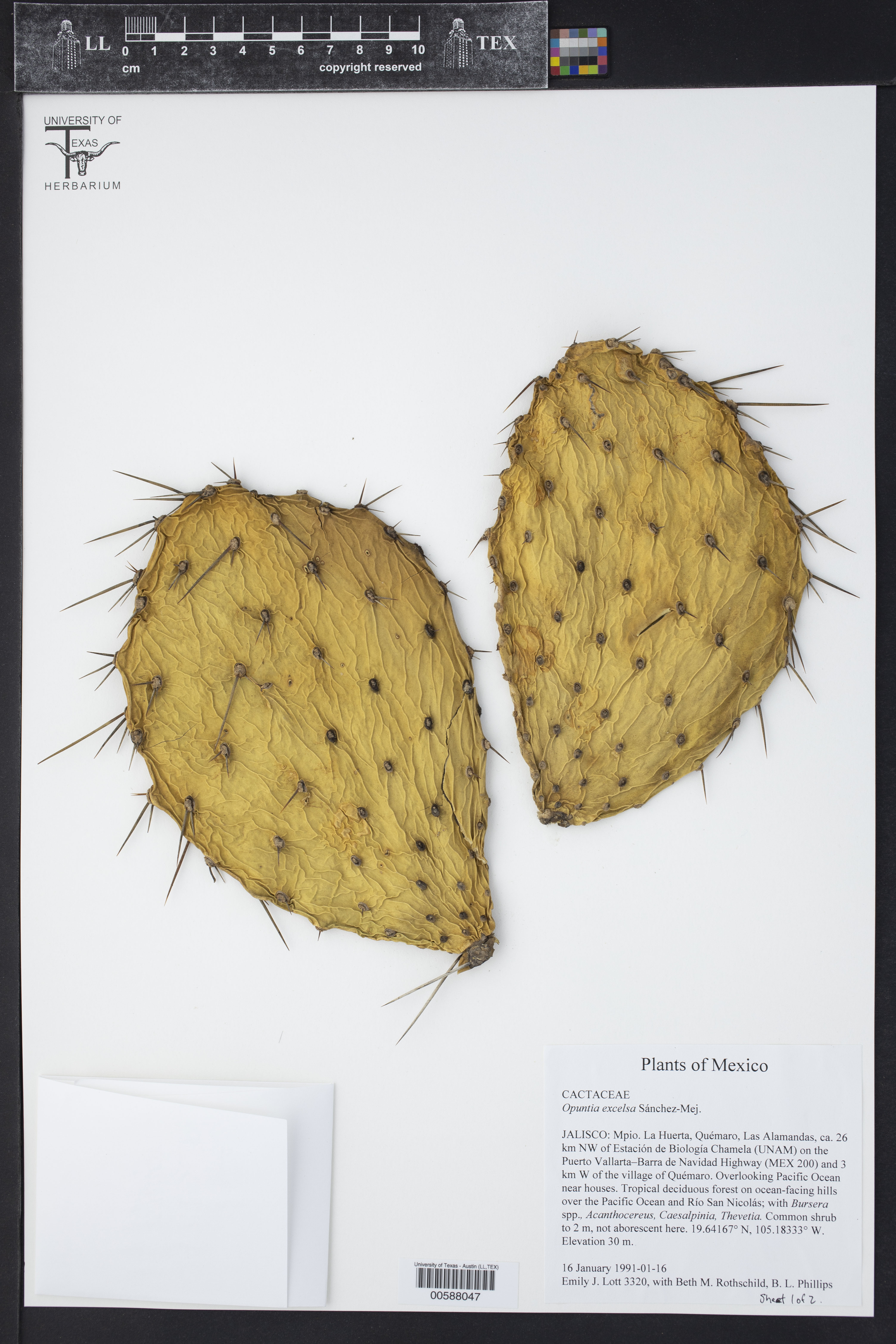 Opuntia excelsa
