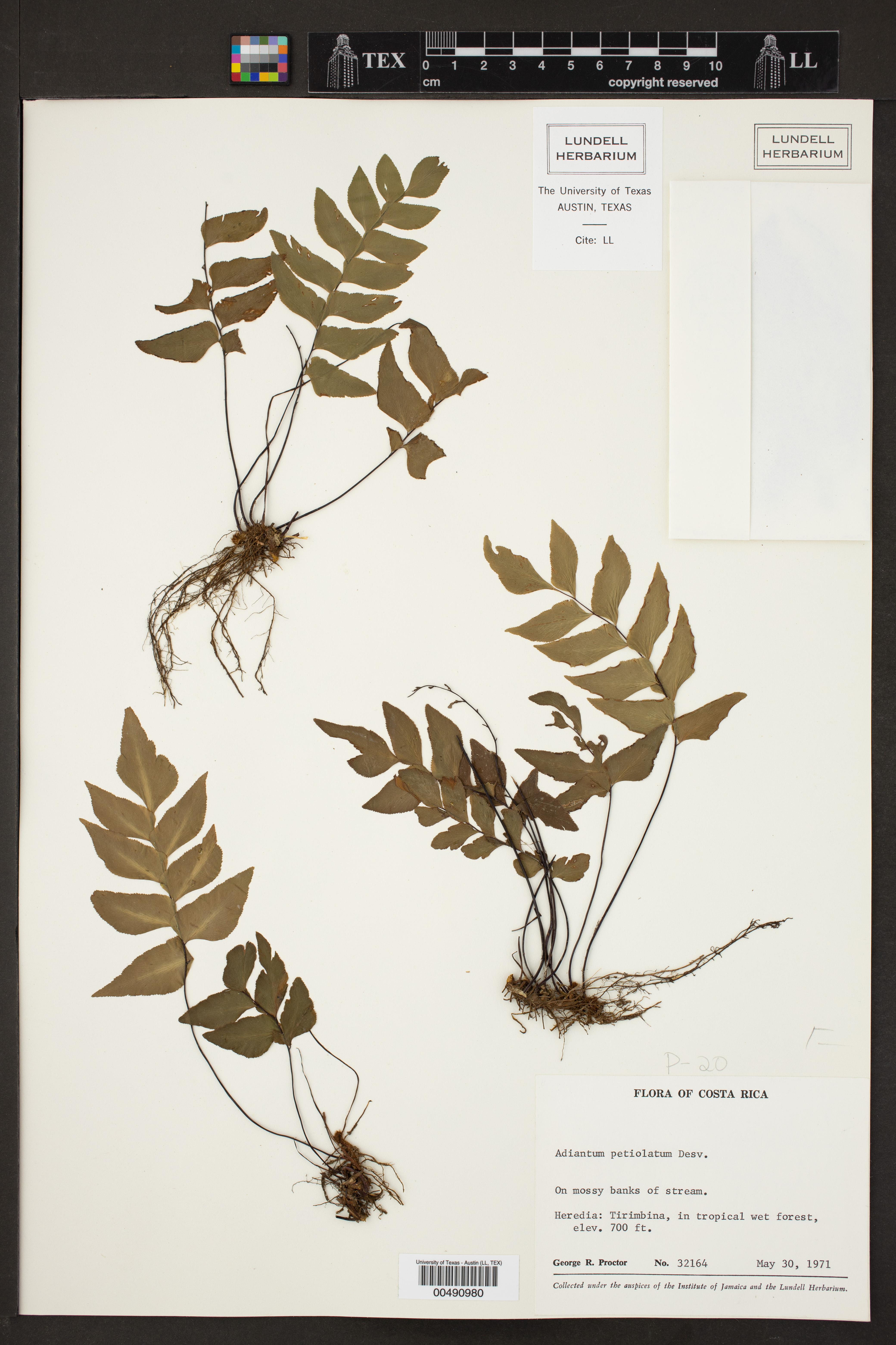 Adiantum petiolatum image