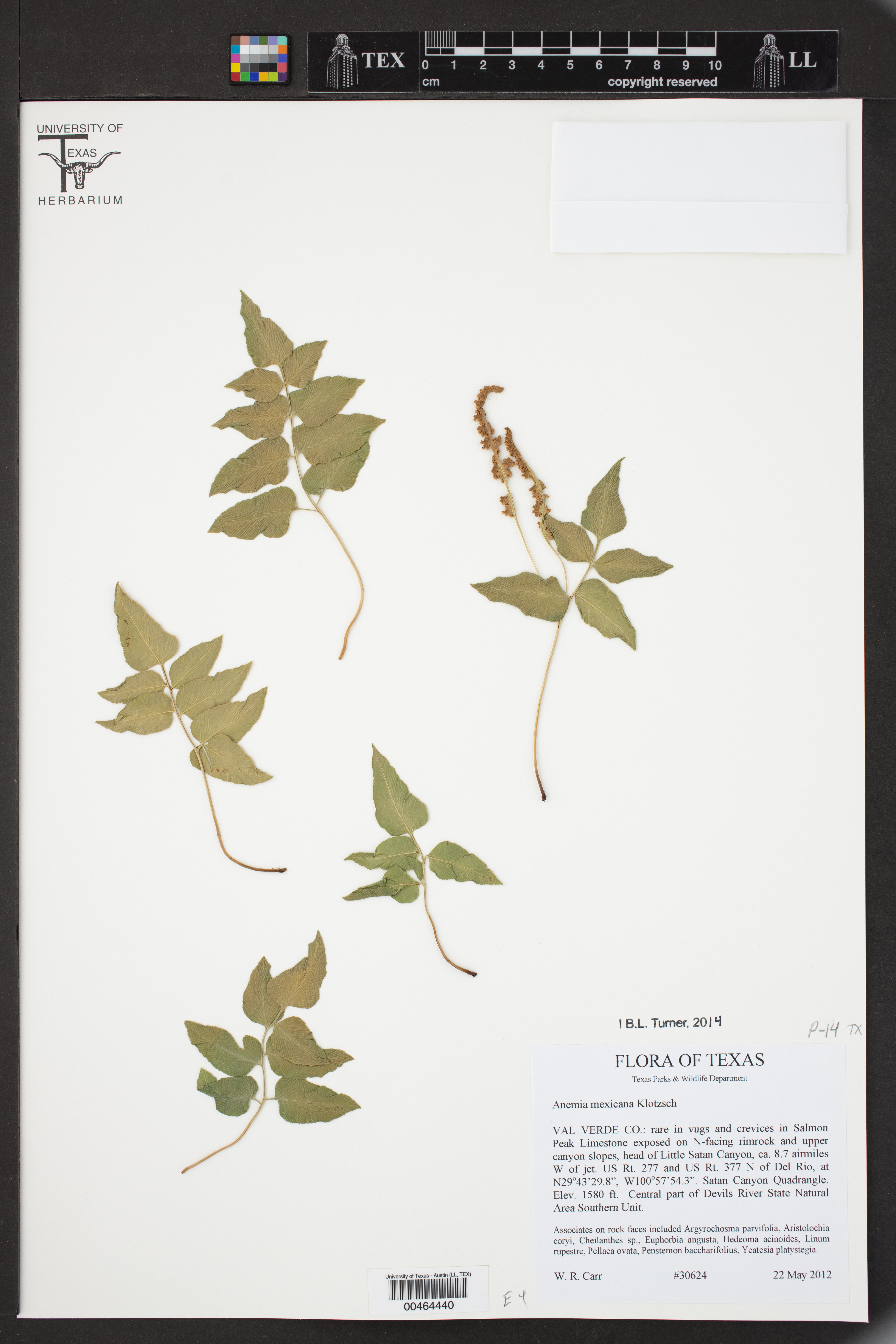 Anemia mexicana image