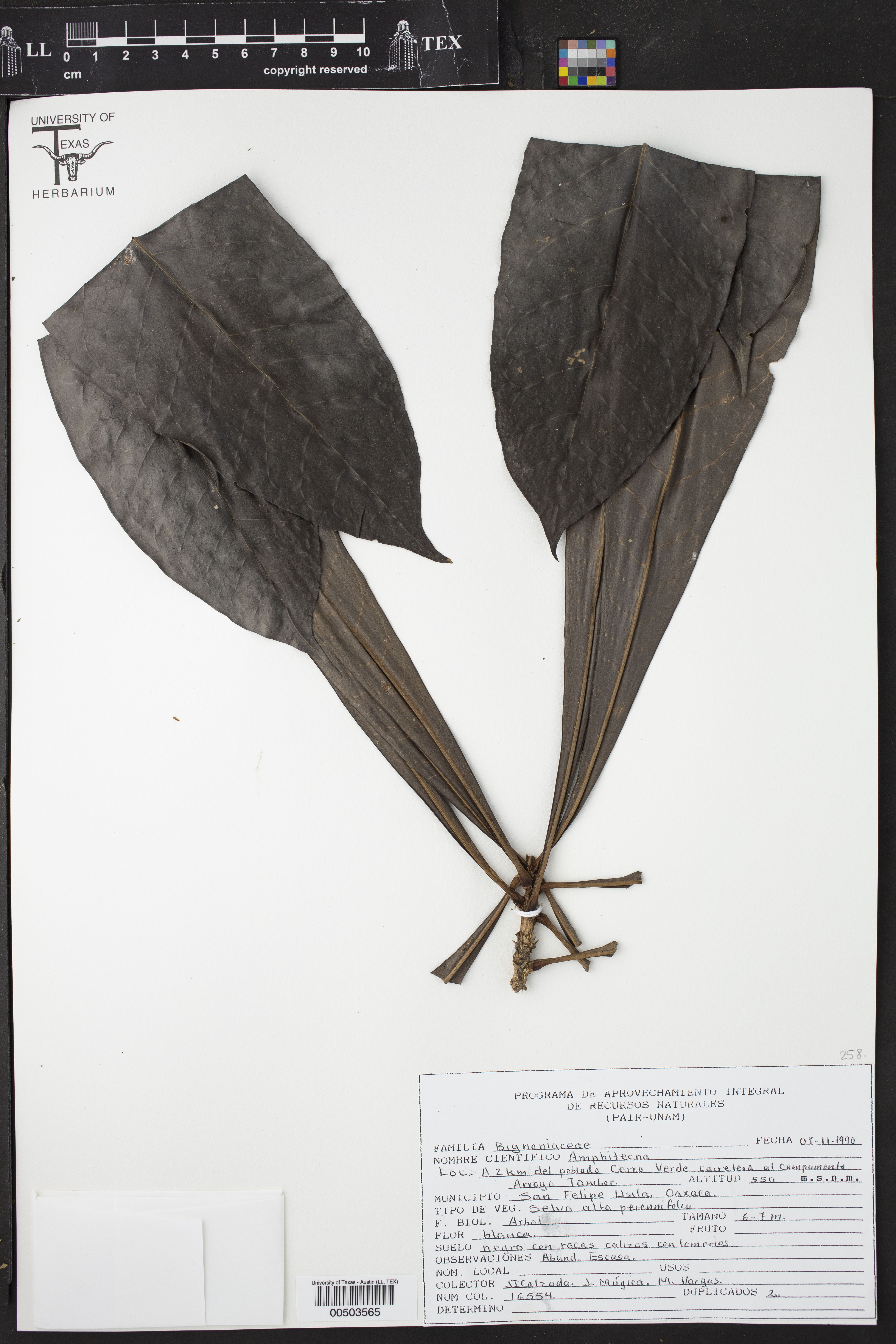 Amphitecna