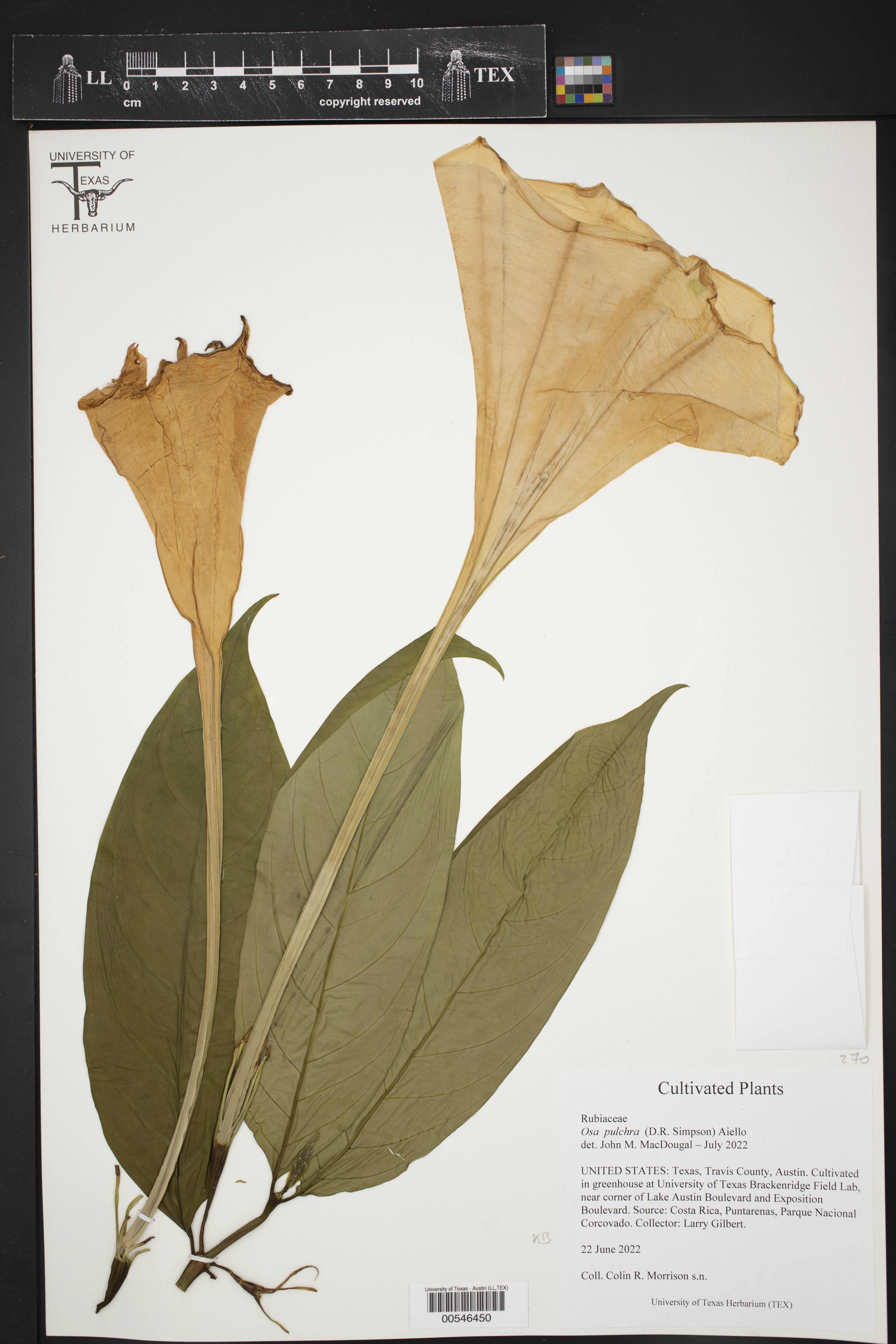 Osa pulchra