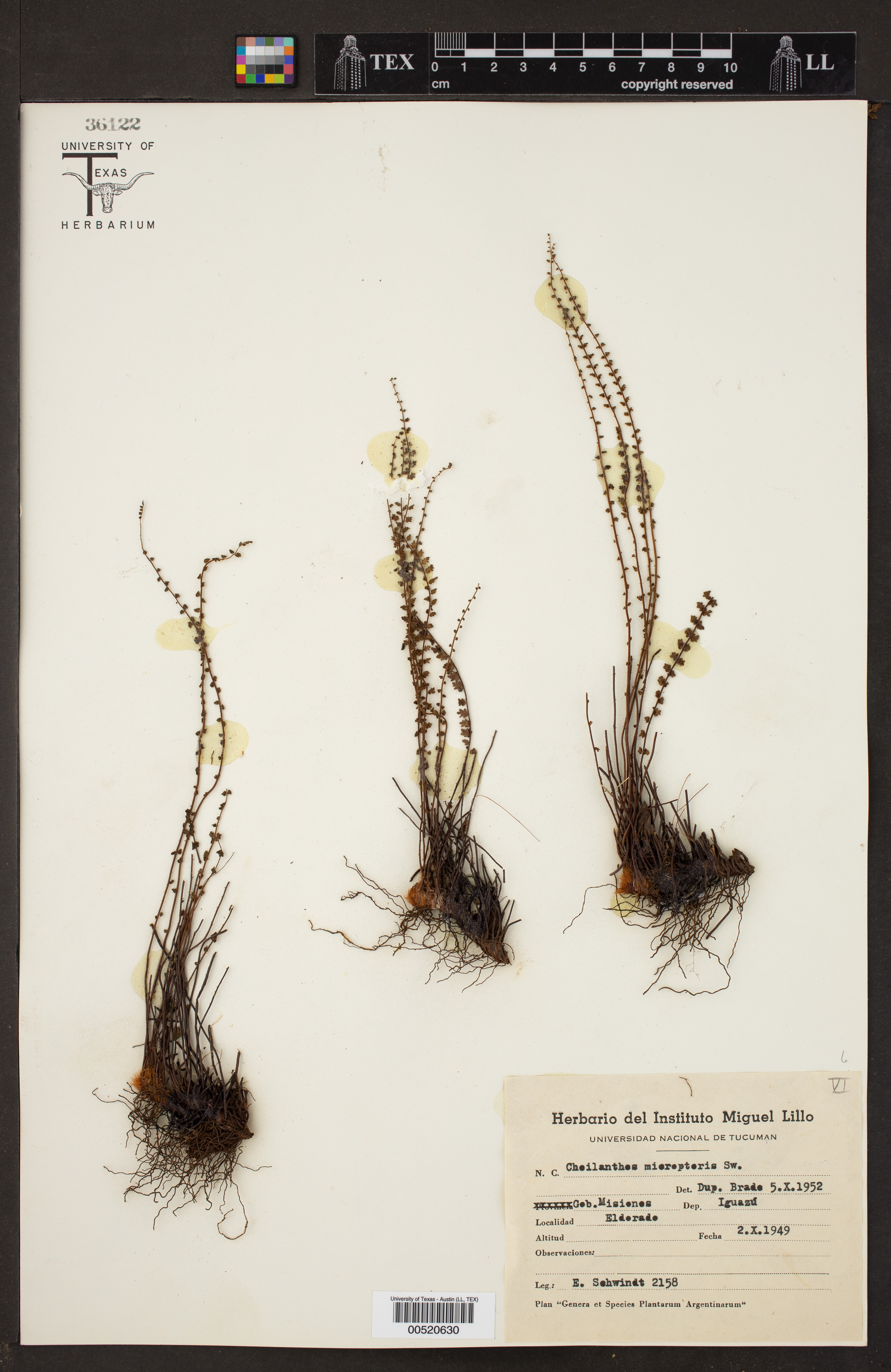 Cheilanthes micropteris image
