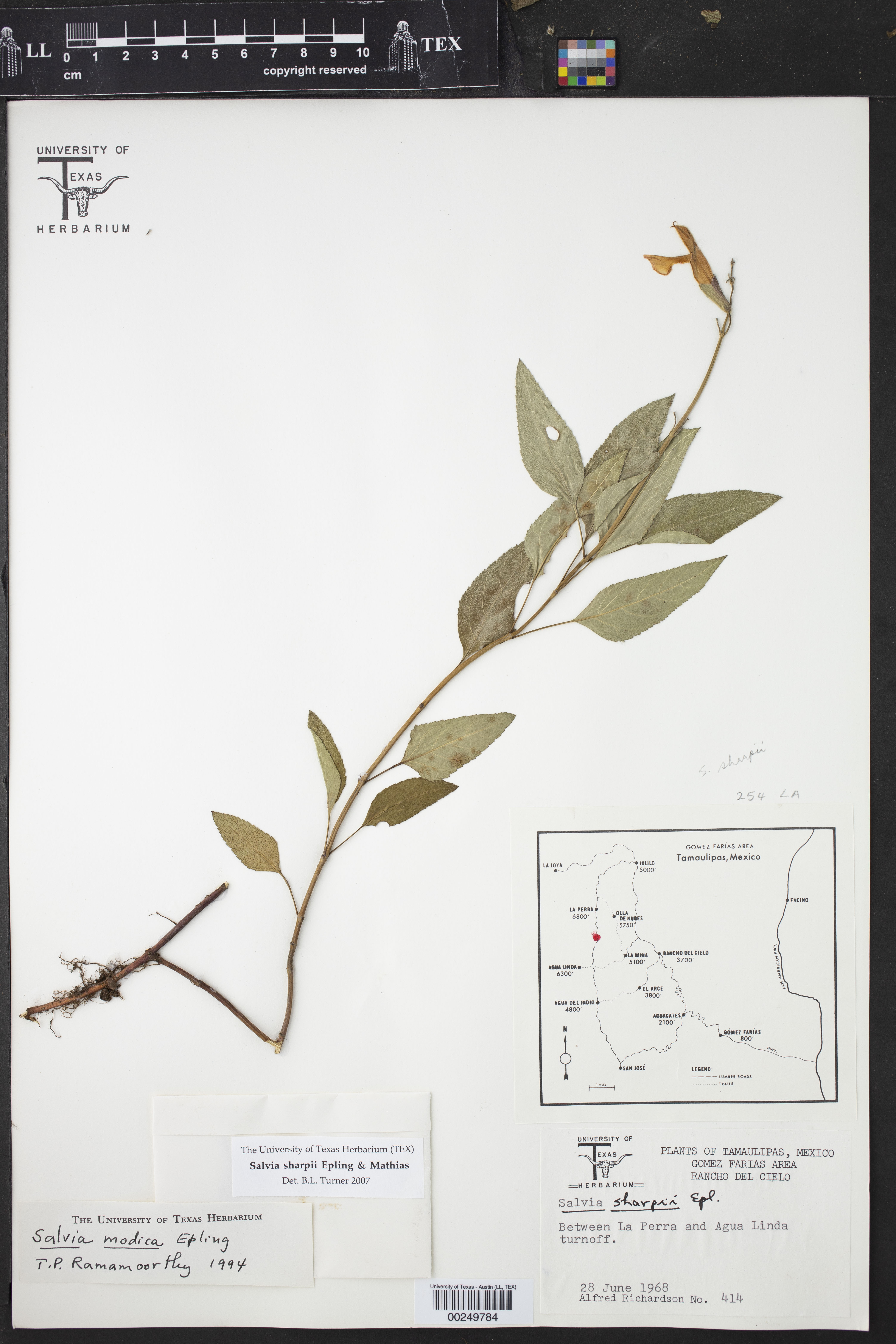 Salvia sharpii