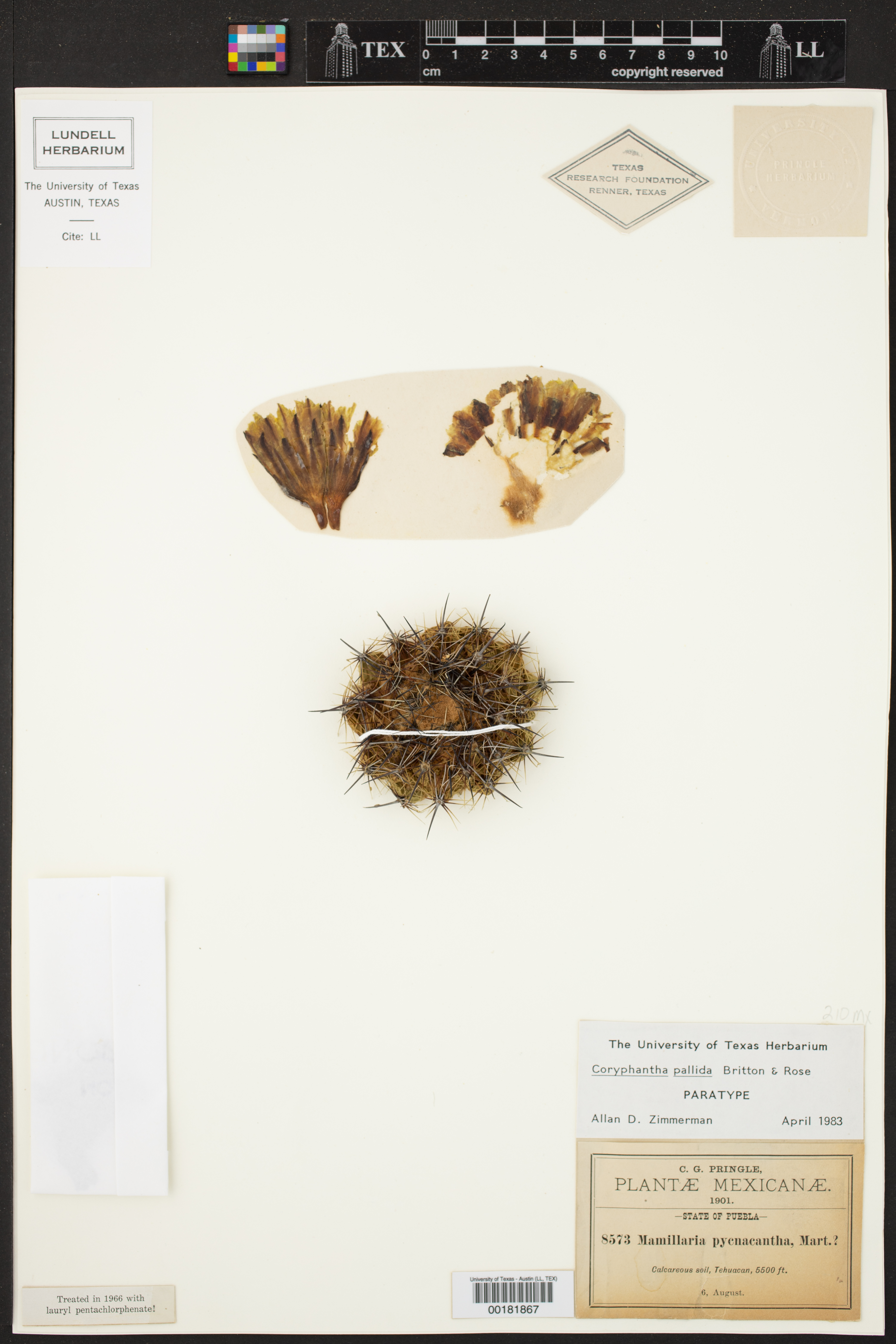 Coryphantha pallida