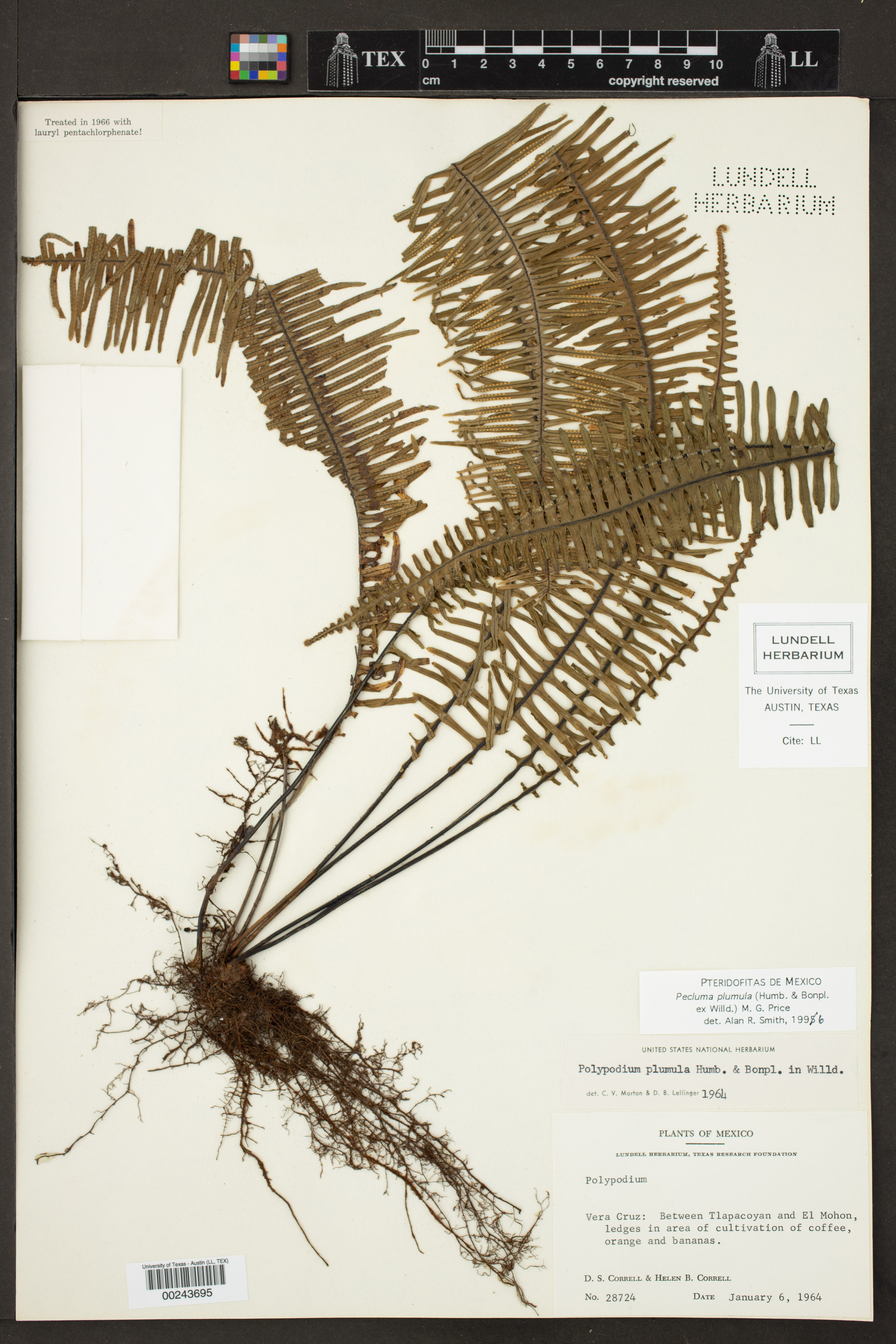 Pecluma plumula image