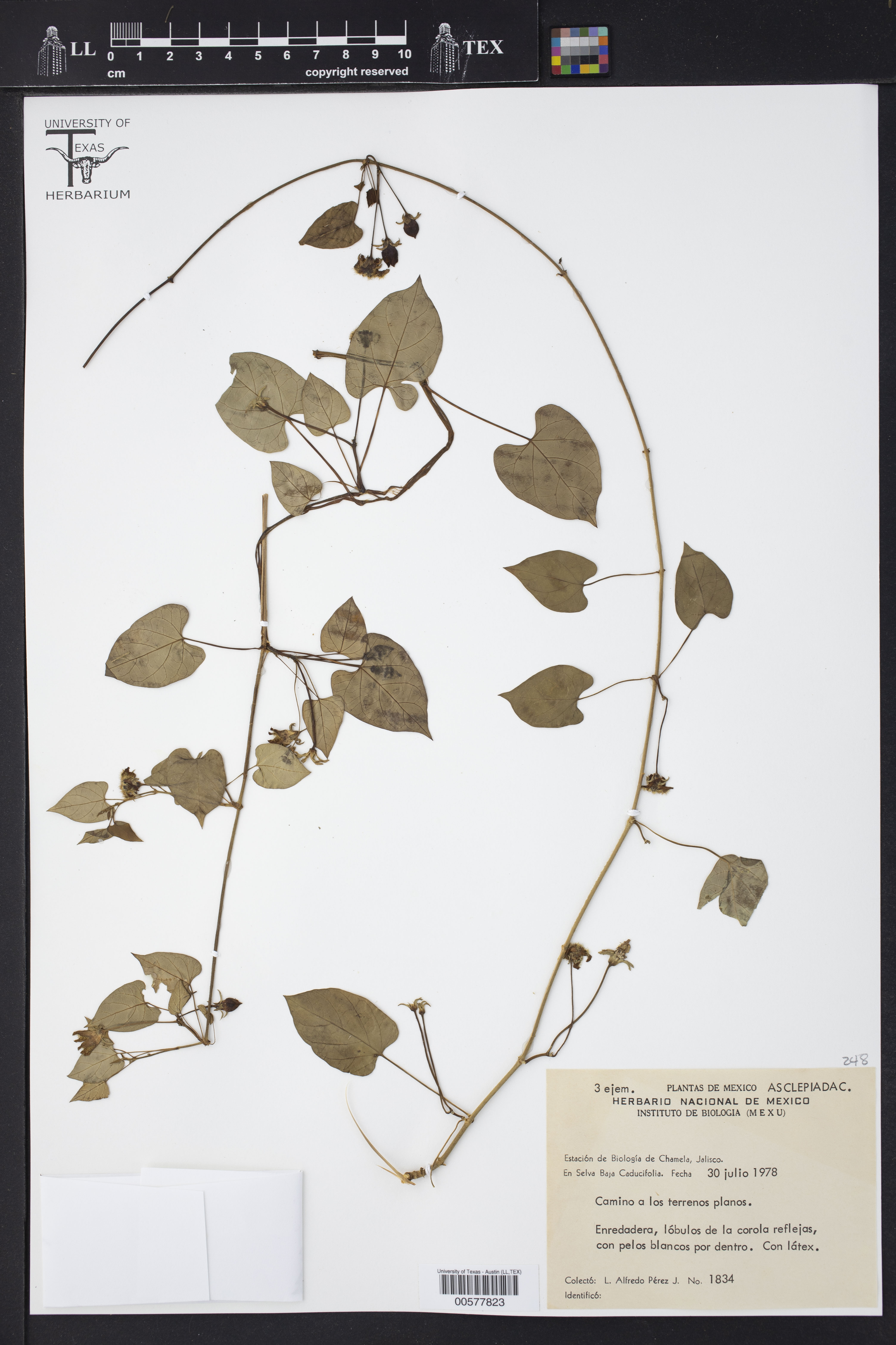 Asclepiadaceae