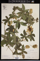 Image of Passiflora caerulea
